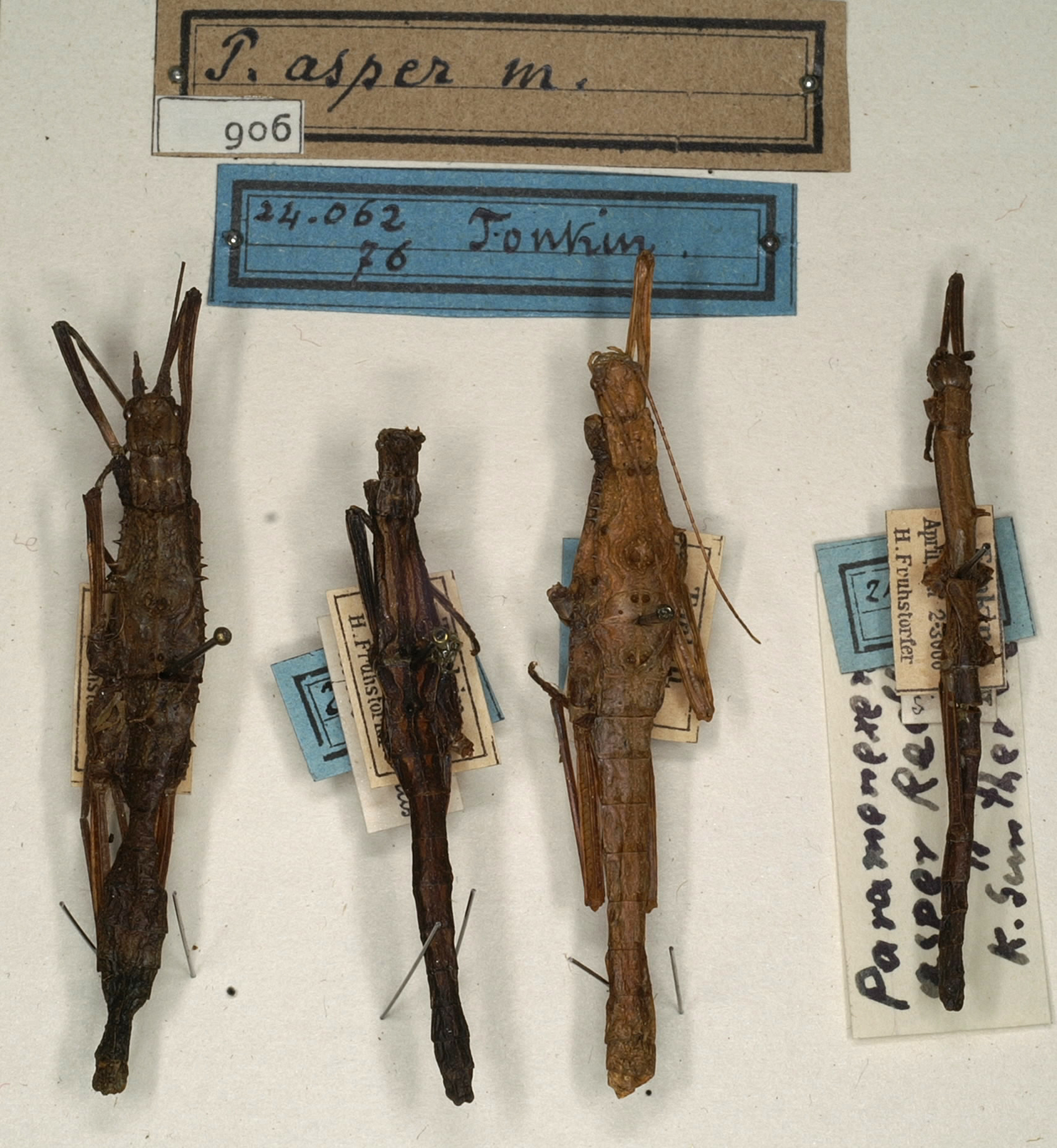 CollectionObject 1560743; d7b10e41-cf9f-424f-b6c8-f7d87430d6fa: copyright NMW, Vienna. male and female (syntypes). (CollectionObject).;CollectionObject 1560744; 9b246e47-9150-4b31-8898-c2ef50ff29a7: copyright NMW, Vienna. male and female (syntypes). (CollectionObject).