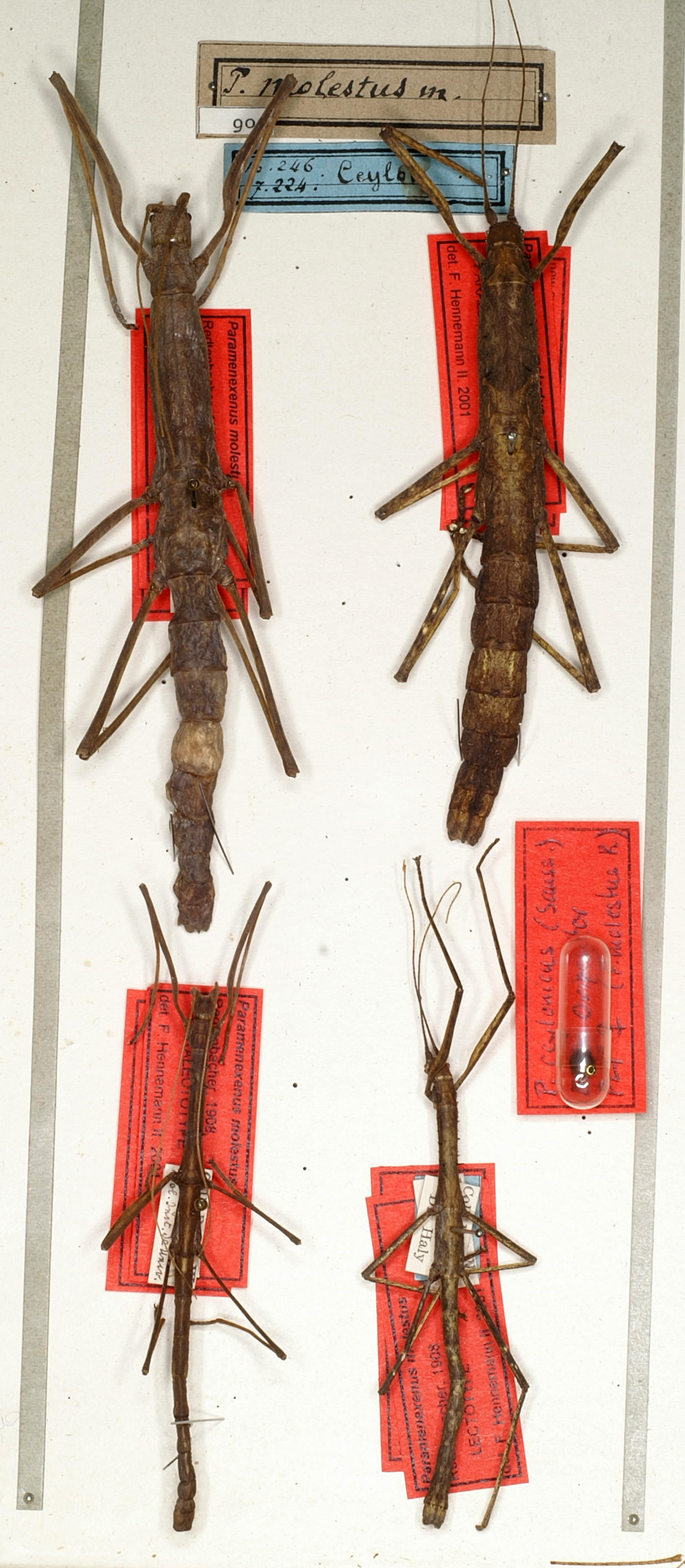 CollectionObject 1560747; NMW 905, 0d92d404-427f-4b51-b715-de9b941e512d: copyright NMW, Vienna. male of synonym Paramenexenus molestus (lectotype), male and female (paralectotypes). (CollectionObject).