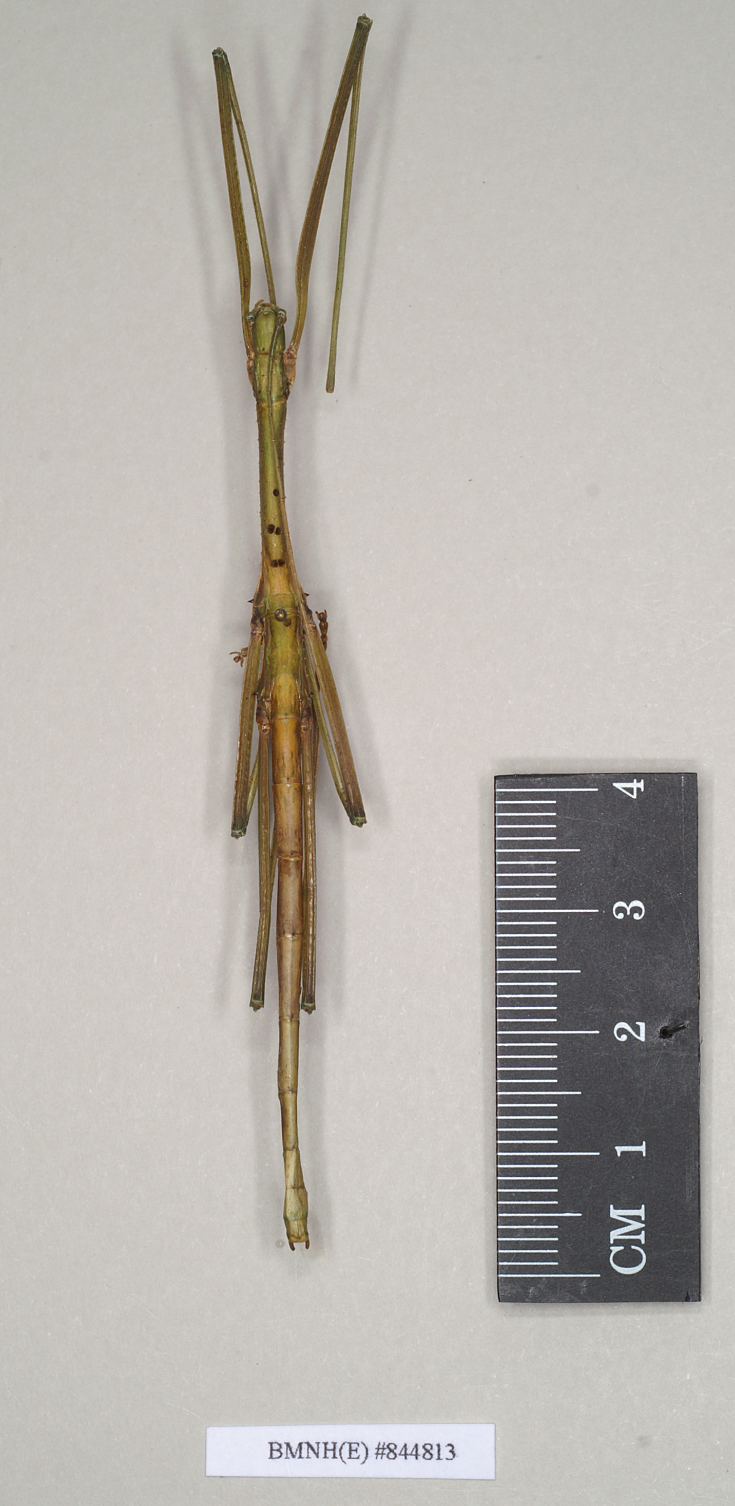 CollectionObject 1560754; aee801ec-a06f-440b-a782-b07c829527ca: copyright Natural History Museum, London. male of Promachus laetus (syntype). (CollectionObject).;CollectionObject 1560755; 1176b0fb-8934-4baa-b13b-f287905b2a61: copyright Natural History Museum, London. male of Promachus laetus (syntype). (CollectionObject).