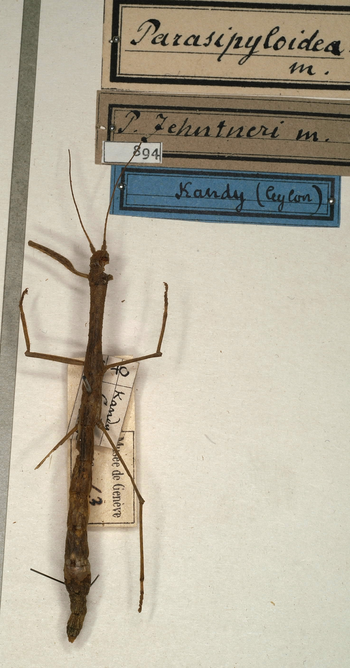 CollectionObject 1560917; NMW 894, 8d93b8e9-abfb-4646-ac74-0152b8d29eff: copyright NMW, Vienna. female (syntype). (CollectionObject).