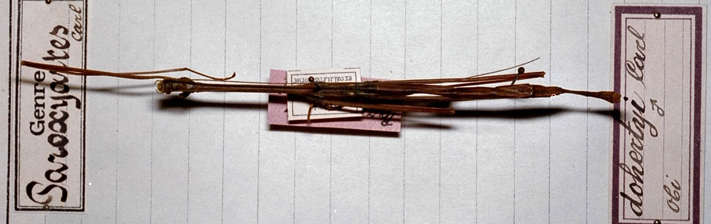 CollectionObject 1560958; 8bc8aa00-6736-4b3f-9851-0e62a88478ea: copyright MHNG Geneva. male (holotype). (CollectionObject).