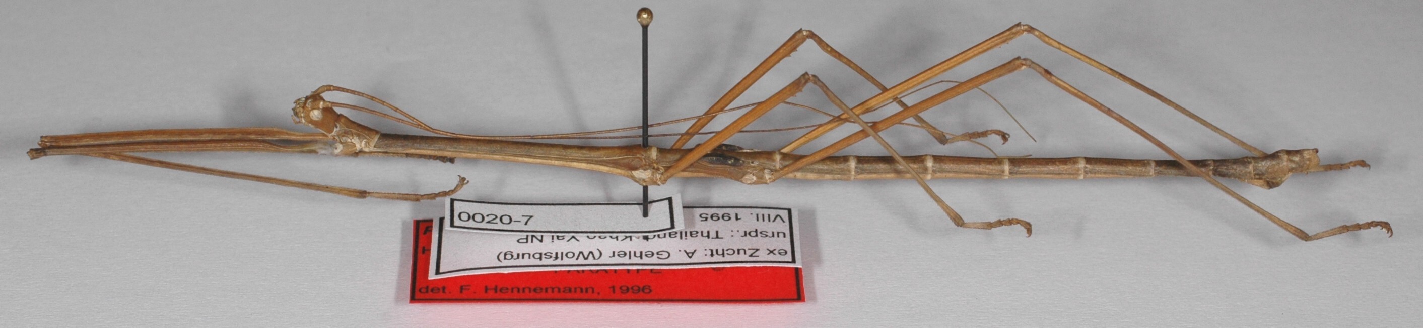 Phaenopharos herwaardeni Hennemann, Conle & Bruckner, 1996: copyright F. Hennemann. male, lateral view (paratype). (Otu).