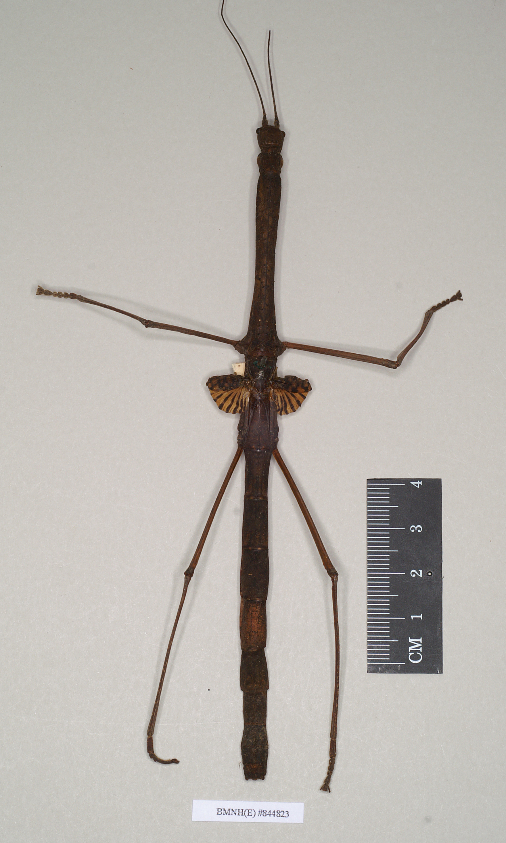 CollectionObject 1561025; NHMUK(SF IMPORT DUPLICATE) 844823, e9a62a8e-adb8-45ed-a258-e7da5e2aab99: copyright Natural History Museum, London. female of Lopaphus struthioneus (lectotype). (CollectionObject).
