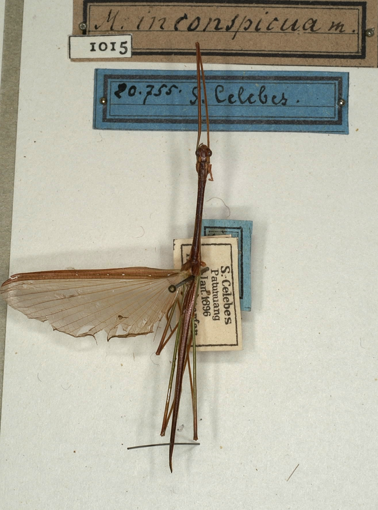 CollectionObject 1561848; NMW 1015, b14bace0-9374-4305-9896-8c2835102fe1: copyright NMW, Vienna. male (paralectotype). (CollectionObject).