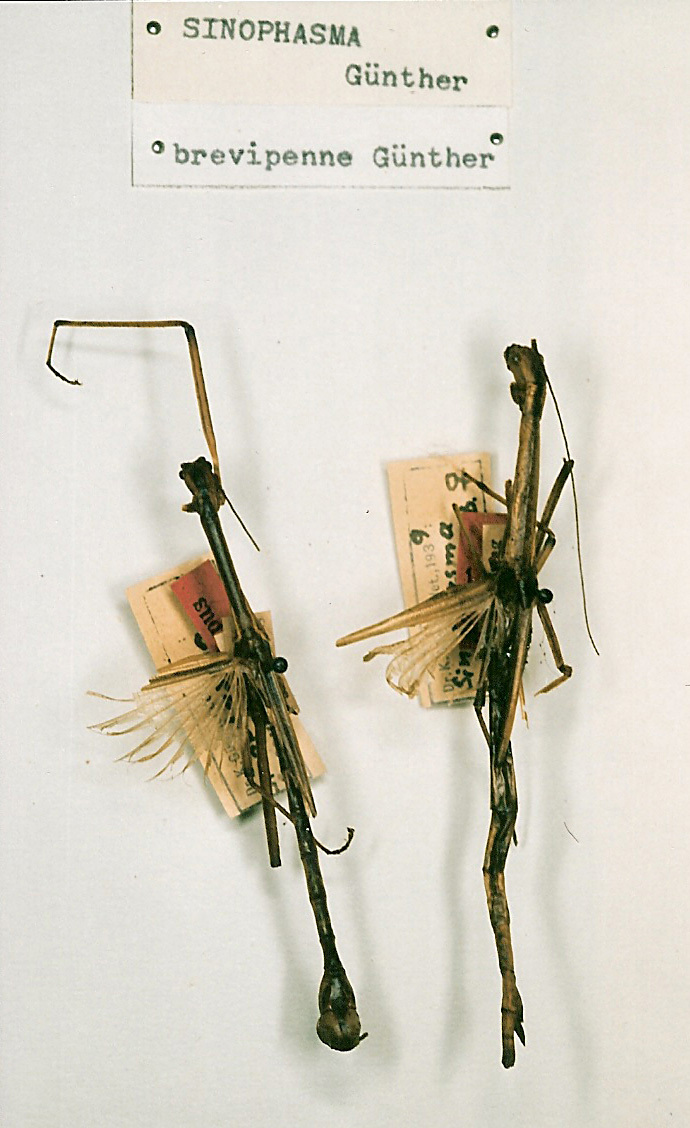 CollectionObject 1561885; 545ed081-abe9-48cb-a4b5-db0acc0f3697: copyright NHRS, Stockholm. male and female (syntypes). (CollectionObject).;CollectionObject 1561886; 4de09825-e27b-495b-82d8-27bab79dddff: copyright NHRS, Stockholm. male and female (syntypes). (CollectionObject).