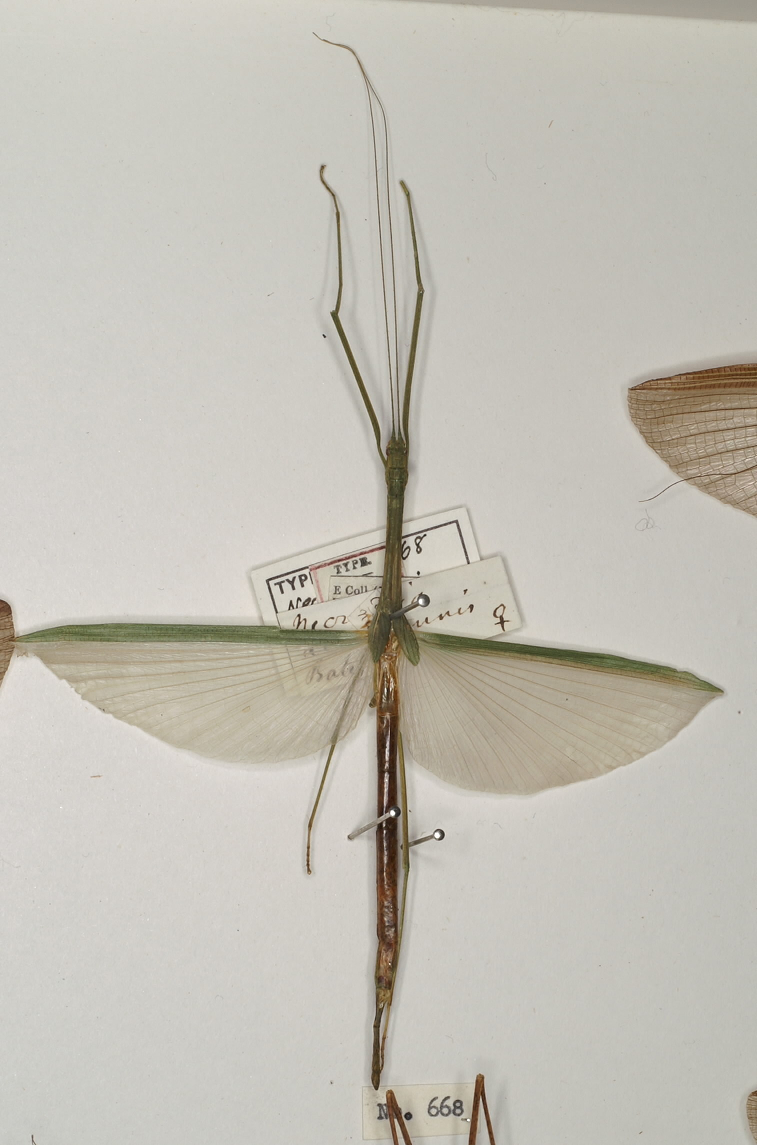 CollectionObject 1561922; 9c937fee-1812-4822-9583-6177ac56dd63: copyright OUMNH. female (holotype). (CollectionObject).