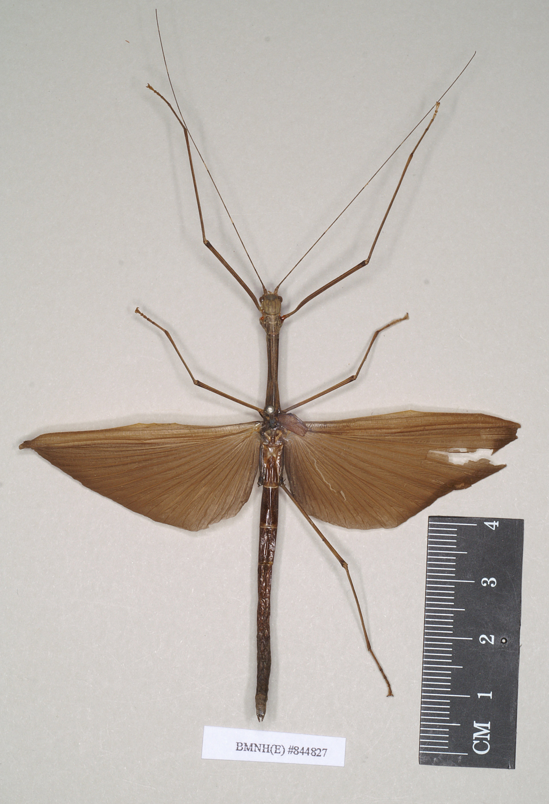CollectionObject 1561924; NHMUK(SF IMPORT DUPLICATE) 844827, bc8db473-e88c-473e-8bf4-53f35d8c9888: copyright Natural History Museum, London. female of Necroscia atricoxis (holotype). (CollectionObject).