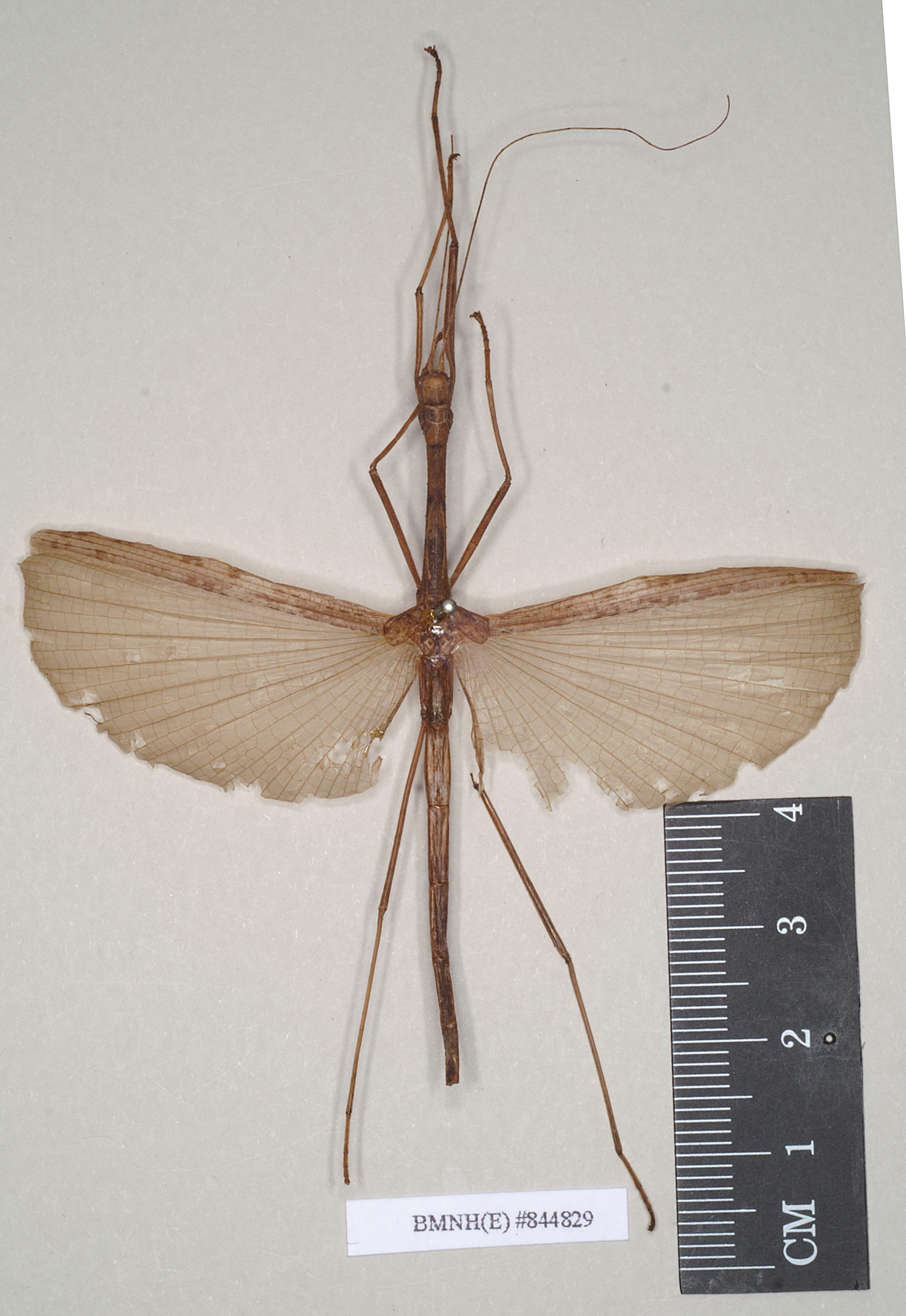 CollectionObject 1561936; NHMUK(SF IMPORT DUPLICATE) 844829, 4afbabcb-7aed-4b40-ba1b-a30ec7a4a80d: copyright Natural History Museum, London. male (holotype). (CollectionObject).