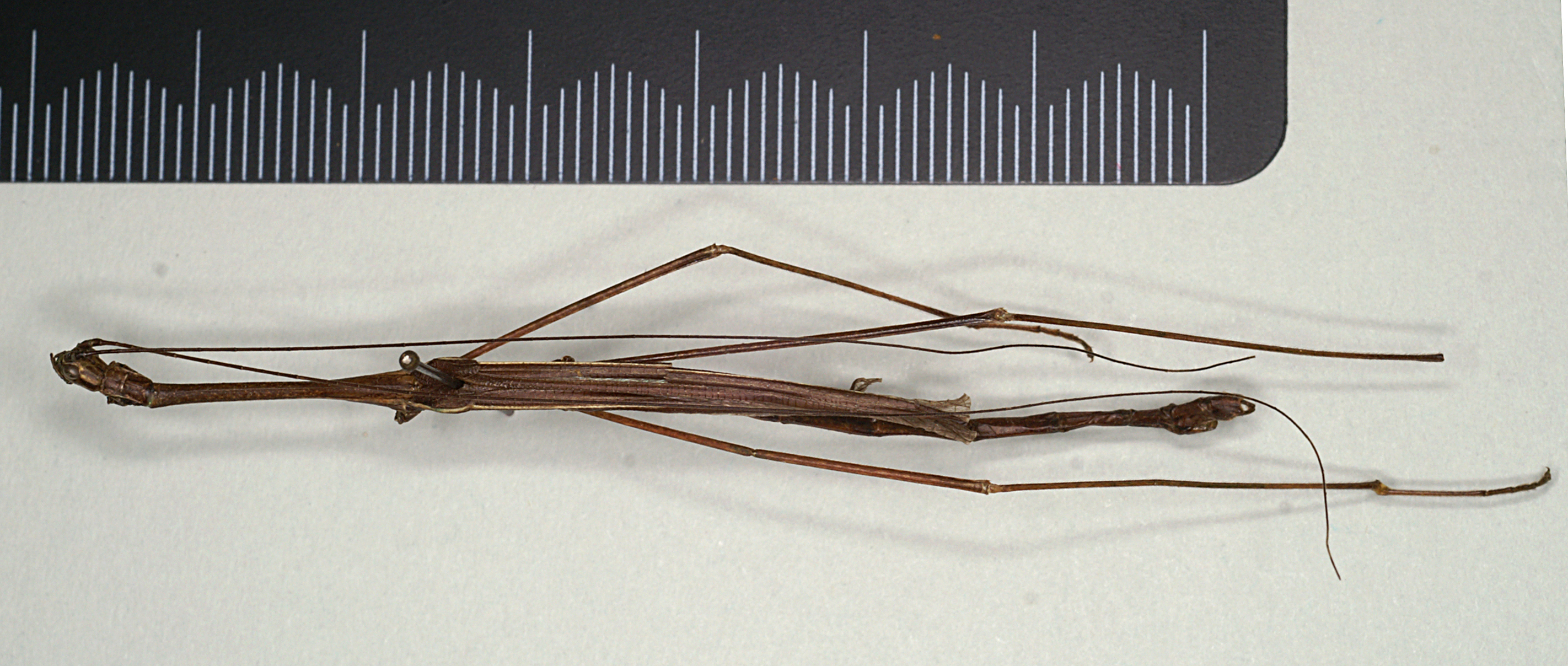 CollectionObject 1561961; 5dacd439-b6b6-40b9-978a-facdc904eb9e: copyright MIZ. male (holotype). (CollectionObject).