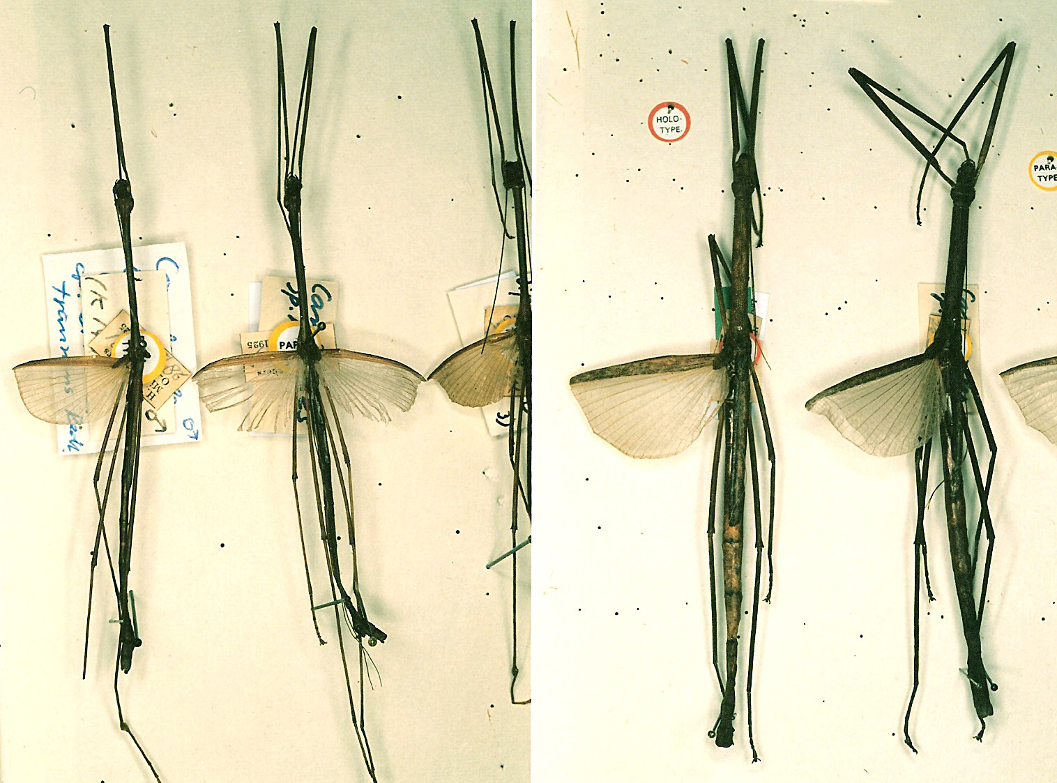 CollectionObject 1559536; 263f62b6-ebad-4d61-acda-685c16575b79: copyright RMNH, Leiden. female of synonym Lopaphus borneensis (holotype), male and female (paratypes). (CollectionObject).