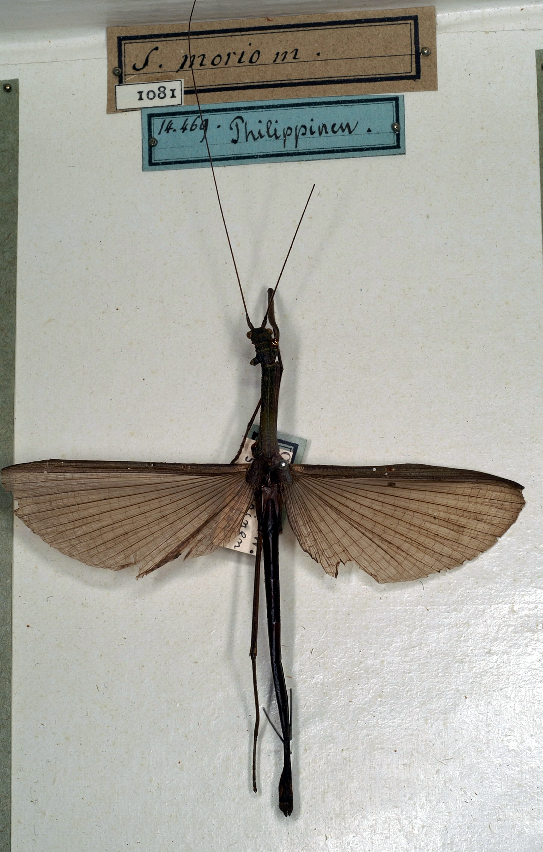 CollectionObject 1561978; NMW 1081, 85d6a7b3-72ca-45d3-a065-98f6e6b3272d: copyright Naturhistorisches Museum Vienna. male (syntype). (CollectionObject).