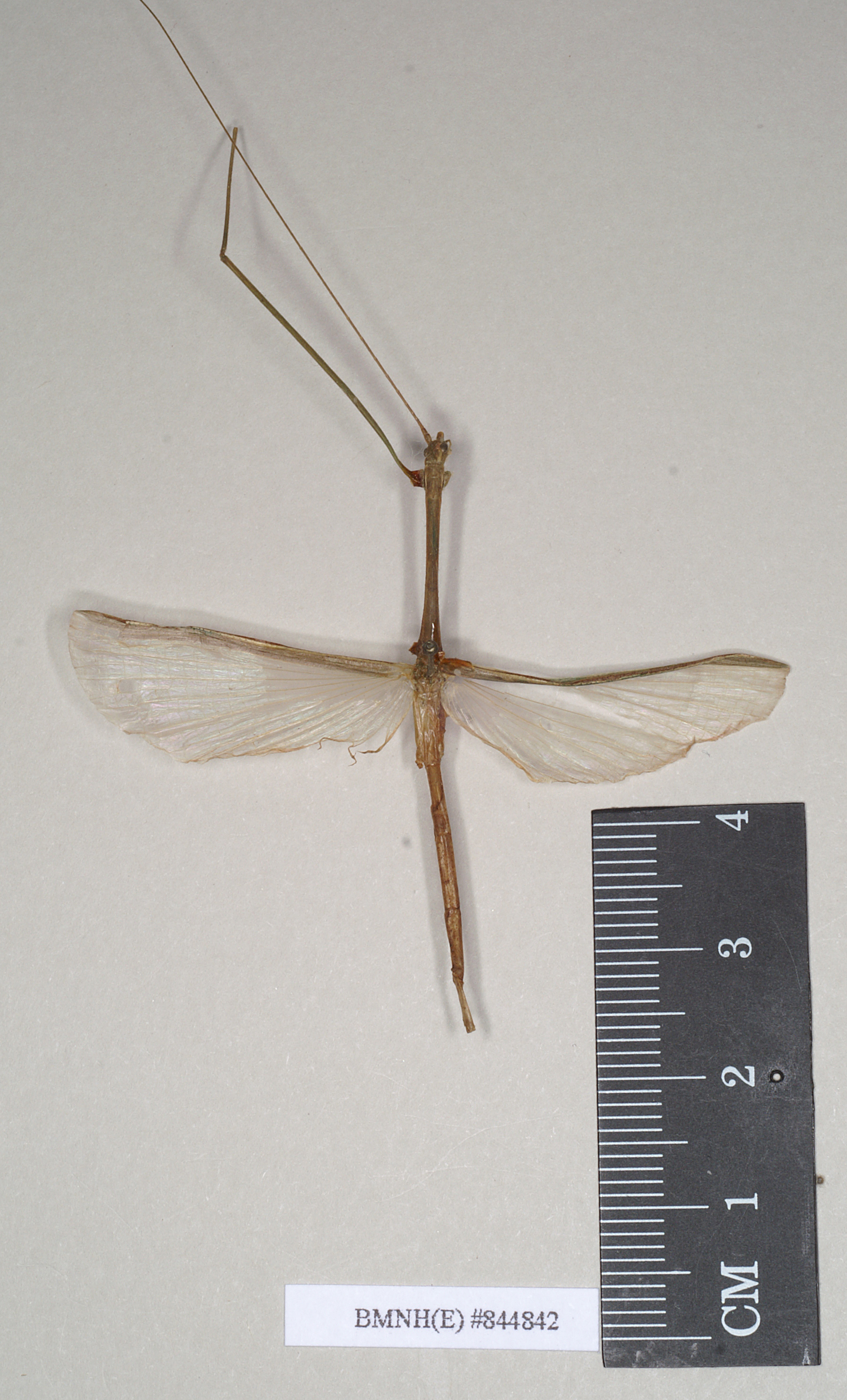 CollectionObject 1561989; NHMUK(SF IMPORT DUPLICATE) 844842, 06722df5-7e4c-4b31-b08d-9dffbf6207ac: copyright Natural History Museum, London. male (holotype). (CollectionObject).