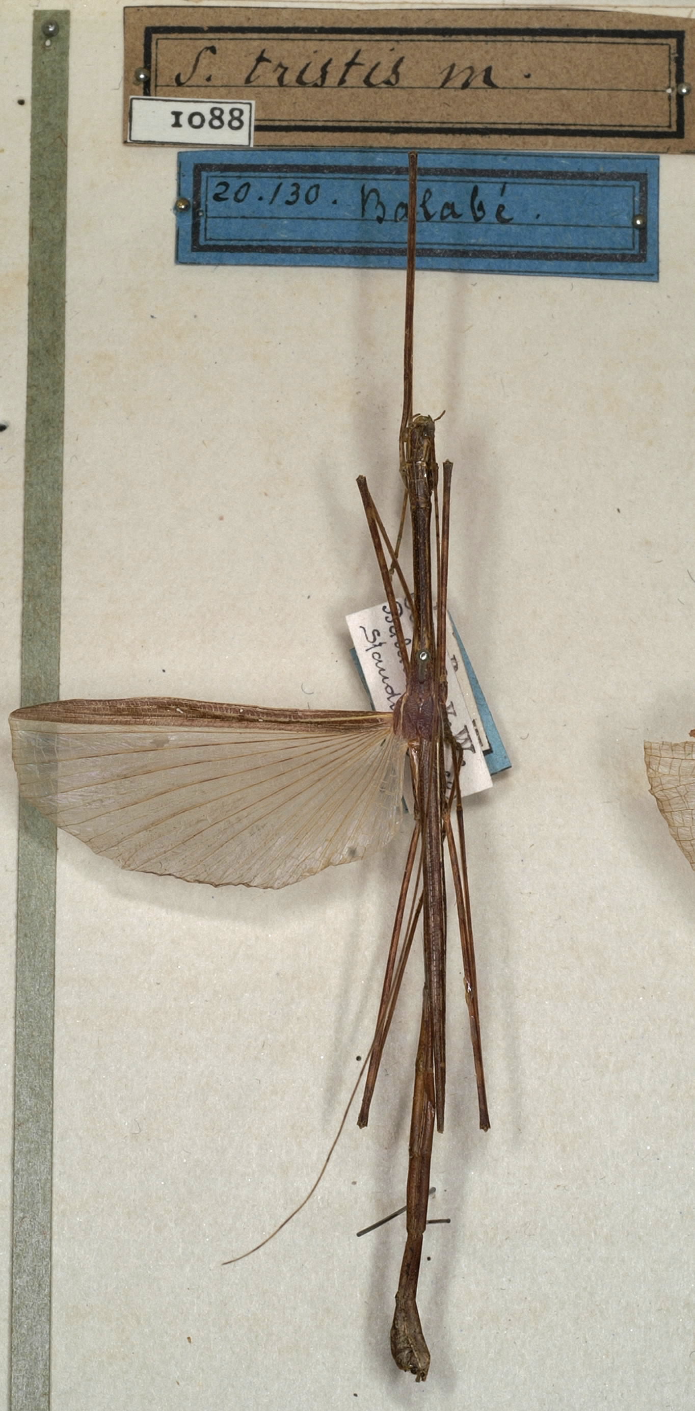 CollectionObject 1562037; NMW 1088, 6eedf99c-fc44-45c5-8a28-157ccc09f059: copyright NMW, Vienna. male (holotype). (CollectionObject).