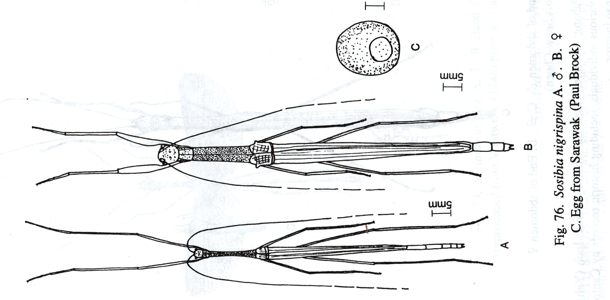 Sosibia Stål, 1875: from Brock, 1999. male, female ad egg of type species Sosibia nigrispina Stål. (Otu).
