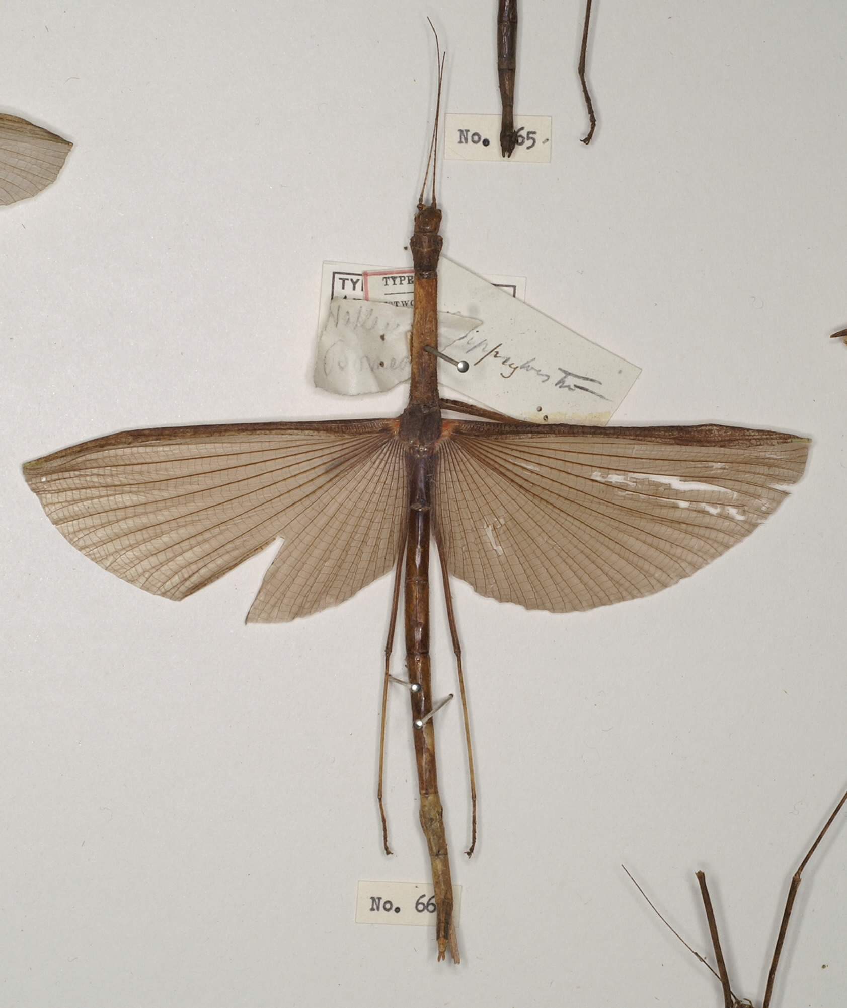 CollectionObject 1561969; 6934107a-0fed-42b2-8689-b1abe6f66424: copyright OUMNM. female of Necroscia lysippus (holotype). (CollectionObject).