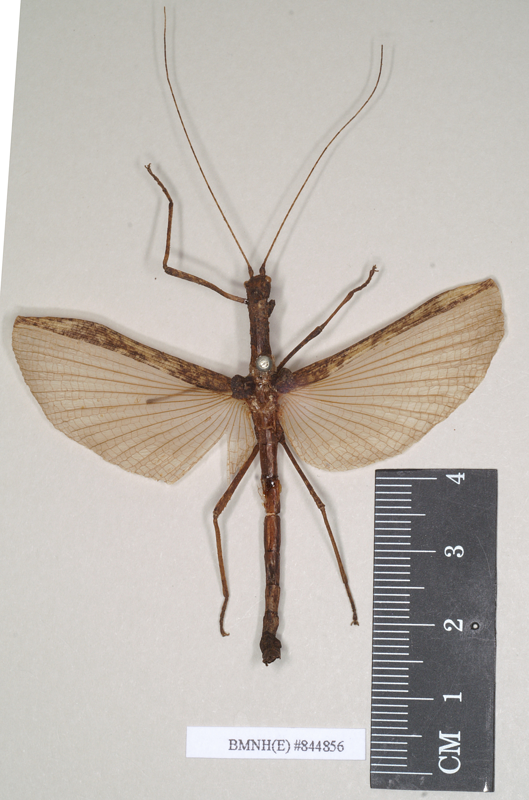 CollectionObject 1562075; NHMUK(SF IMPORT DUPLICATE) 844856, eef1f415-81a2-4af0-94e7-bee4d081a773: copyright Natural History Museum, London. male (holotype). (CollectionObject).