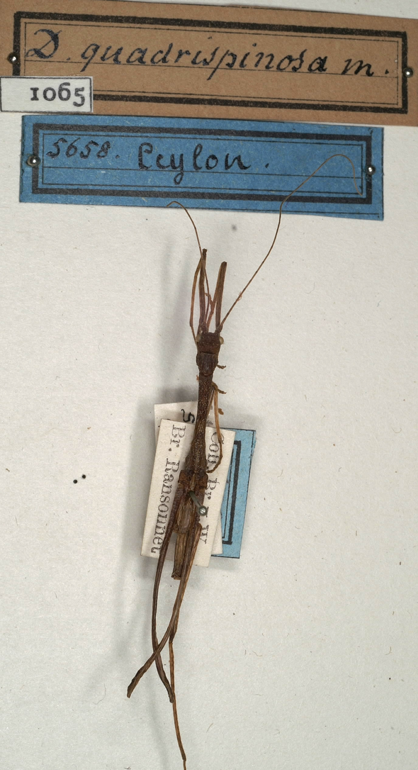 CollectionObject 1562078; NMW 1065, e502521f-aaaf-4055-8a10-7a26168b1327: copyright NMW, Vienna. male (holotype). (CollectionObject).