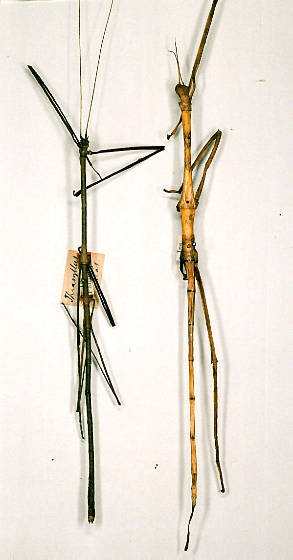 CollectionObject 1562203; b4faef5e-7e61-4f7f-a86e-4d8bf6c53f99: copyright NHRS, Stockholm. male (holotype, on left). (CollectionObject).