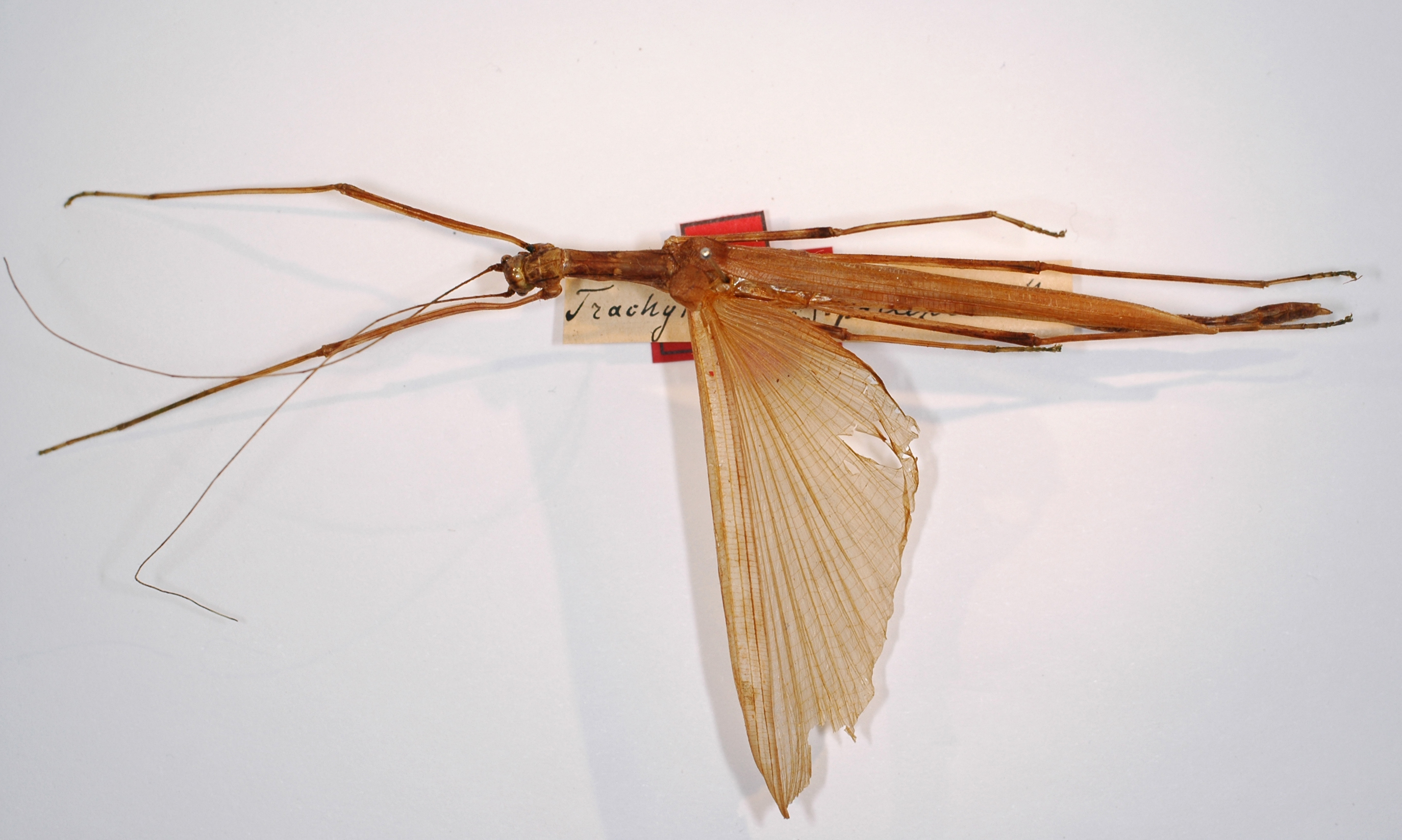CollectionObject 1562247; MNCN(SF IMPORT DUPLICATE) 7367, 24261573-c45c-4974-83cb-c63e51aee88d: copyright MNCH, Madrid. female (holotype). (CollectionObject).