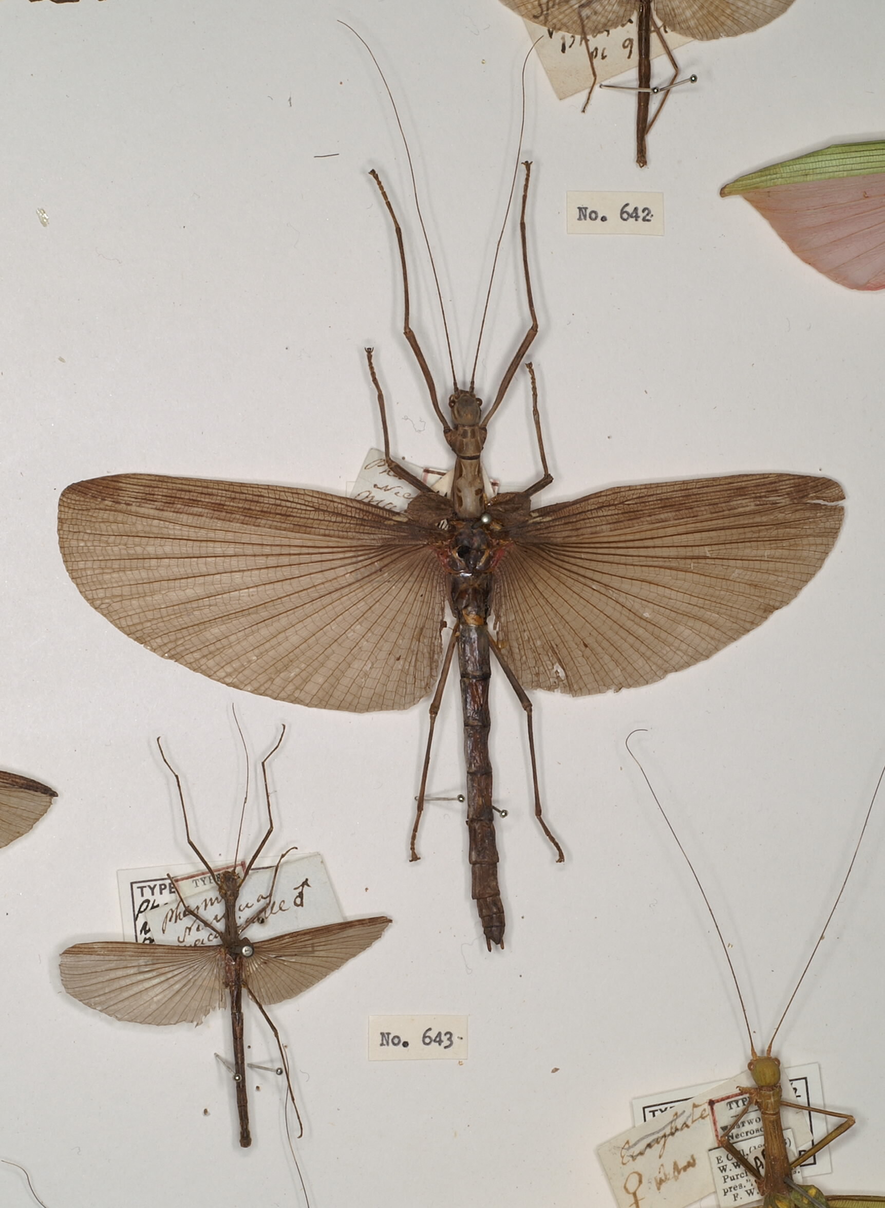 CollectionObject 1562252; e4ecf6ce-88ff-46e0-83e1-d582b1606cfc: copyright OUMNH. male and female of Phasma (Necroscia) maculicollis (paralectotype & lectotype). (CollectionObject).