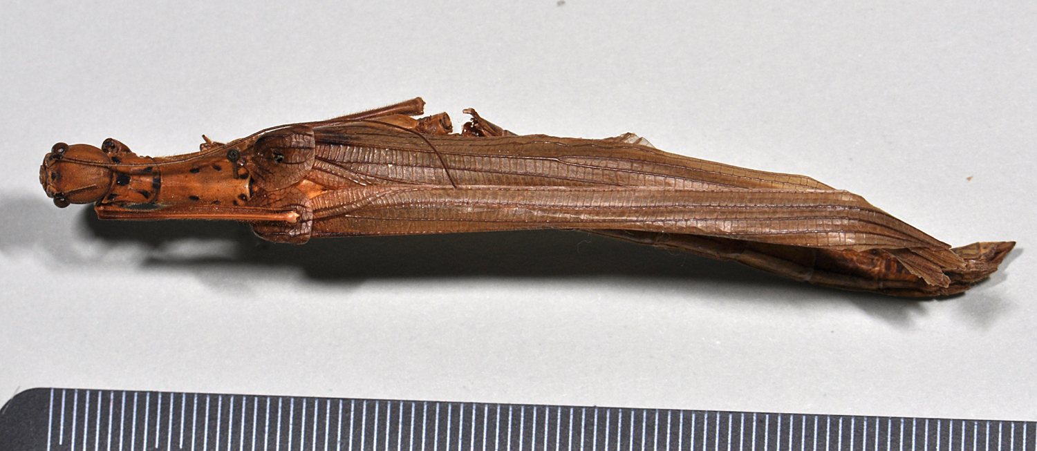Trachythorax sexpunctatus (Shiraki, 1911): copyright NTUC. female, dorsal view - first description of this sex by Shiraki 1935 (not type). (Otu).