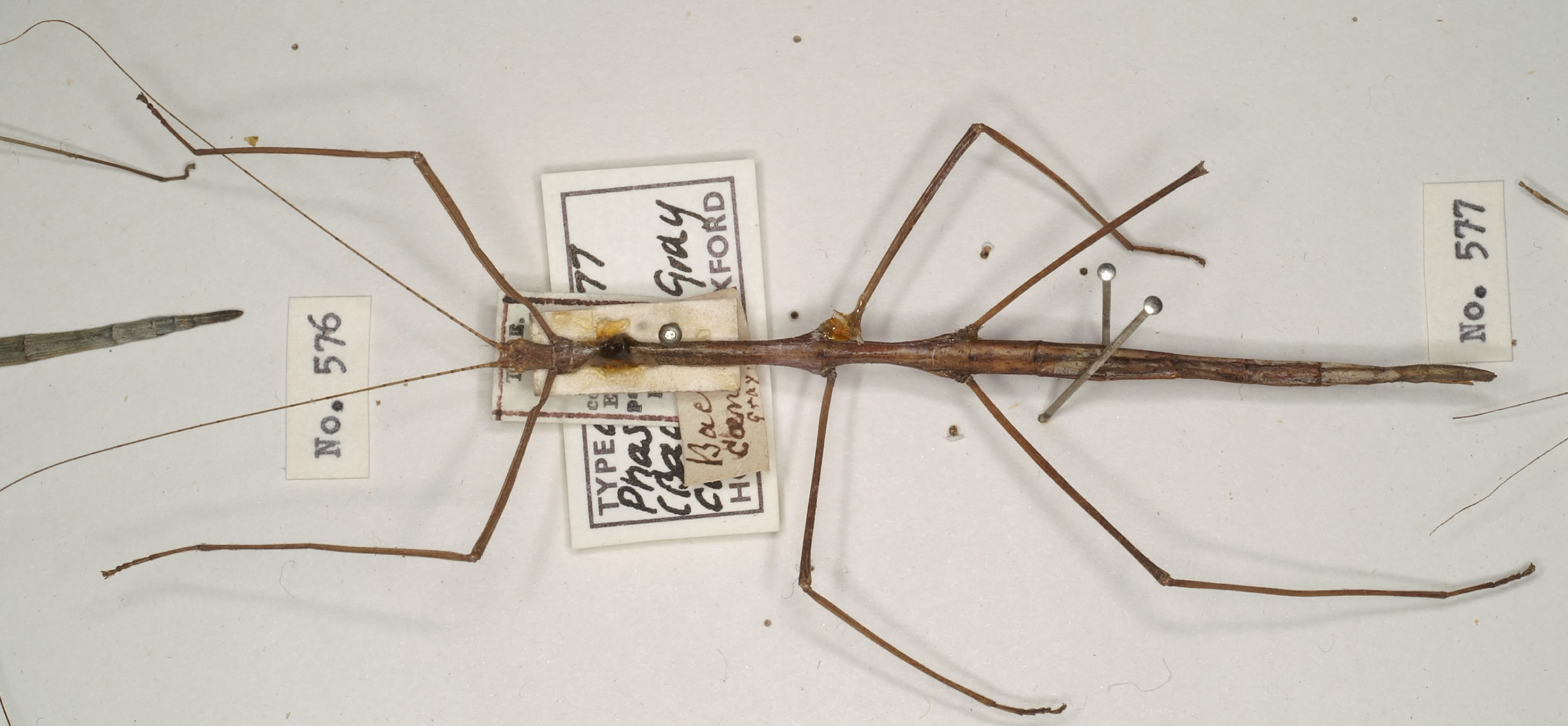 Candovia Stål, 1875: copyright OUM. female of Candovia coenosa [type species]. (Otu).