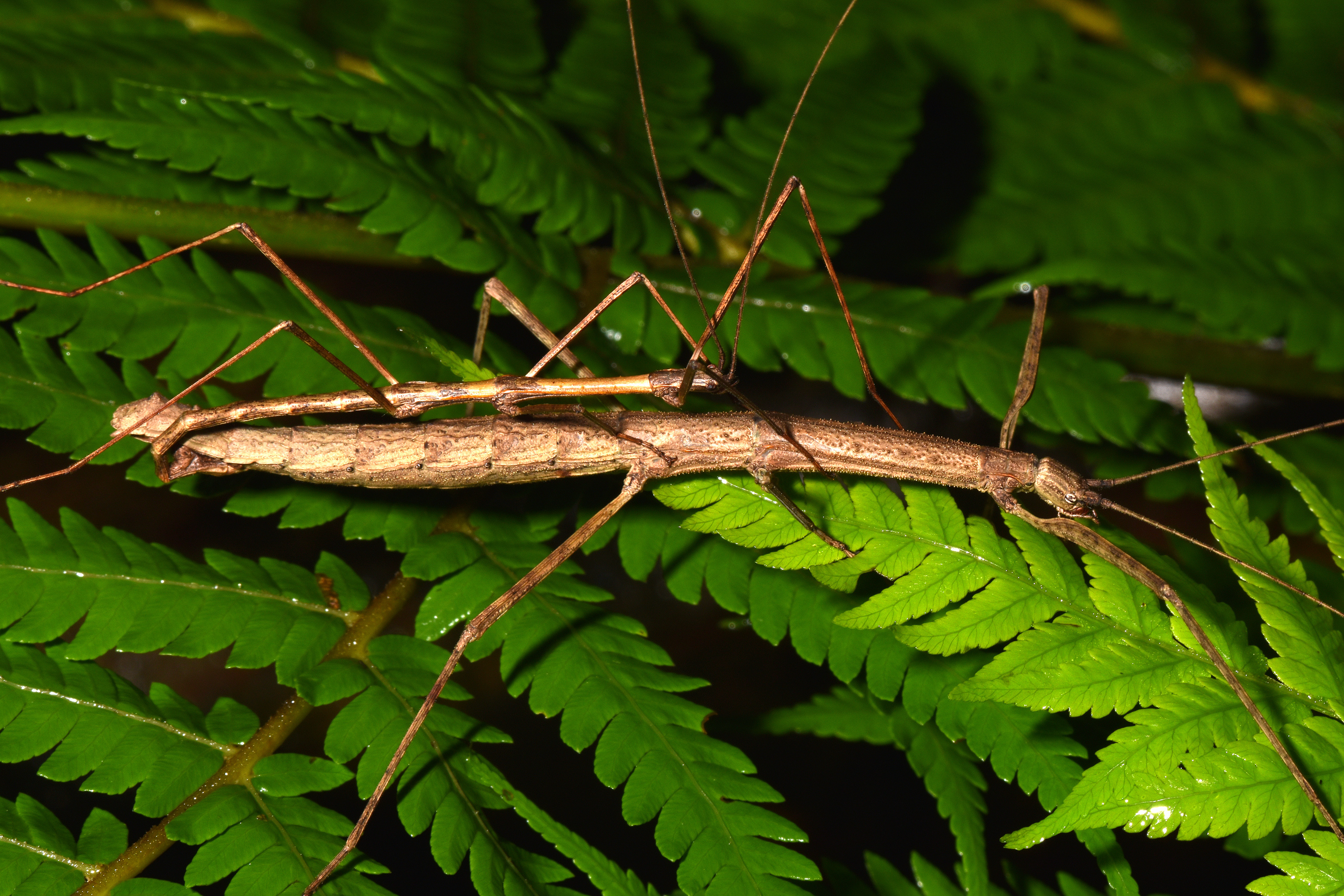 Candovia granulosa (Brunner von Wattenwyl, 1907): copyright Paul D. Brock. mating pair in nature, Best of the Best Lookout, Springbrook, 10 February 2016. (Otu).