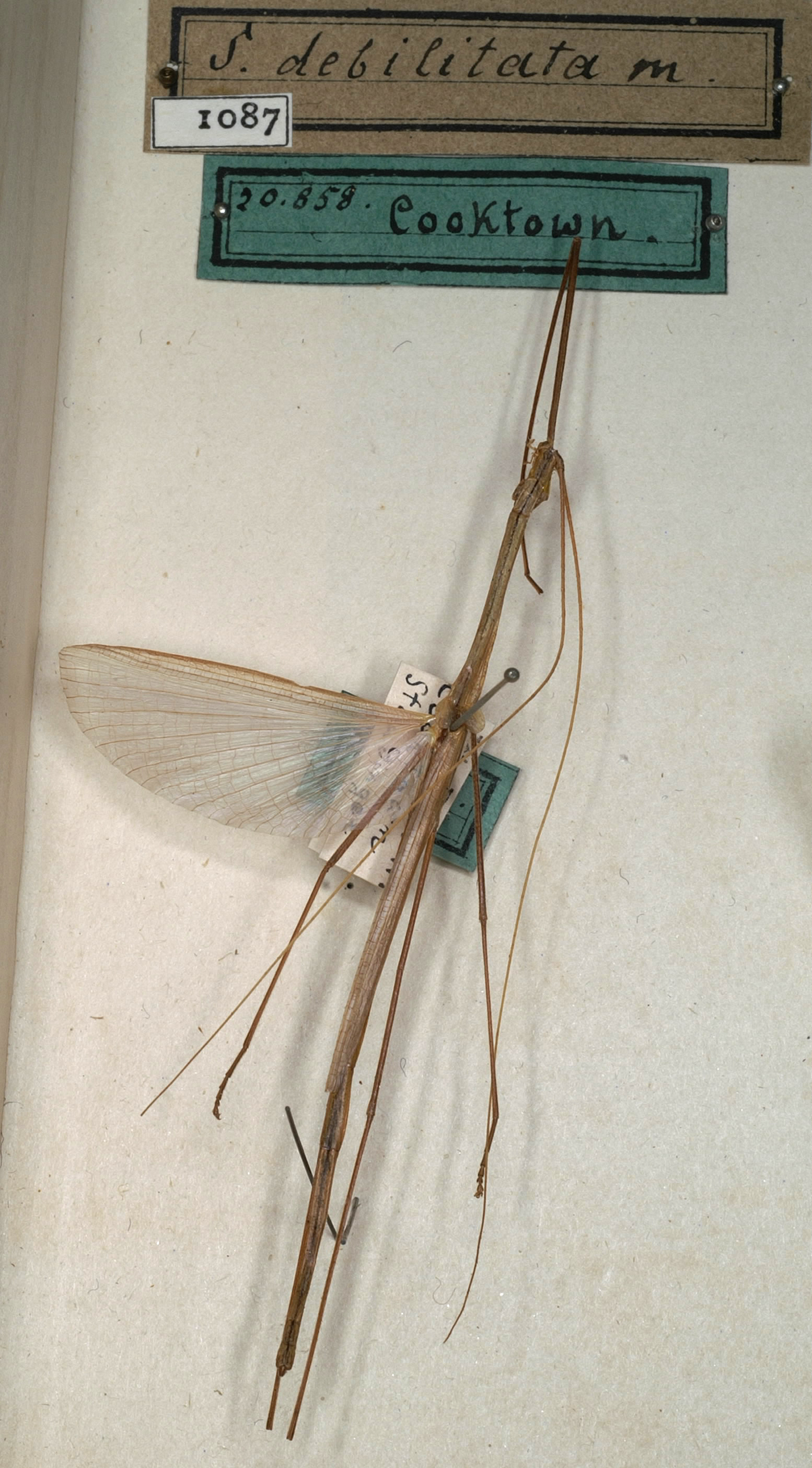 CollectionObject 1561934; 9baf44c1-018d-430c-ade2-e0069b19dd4b, NMW 1087: copyright NMW, Vienna. male of synonym Sipyloidea debilitata (holotype). (CollectionObject).