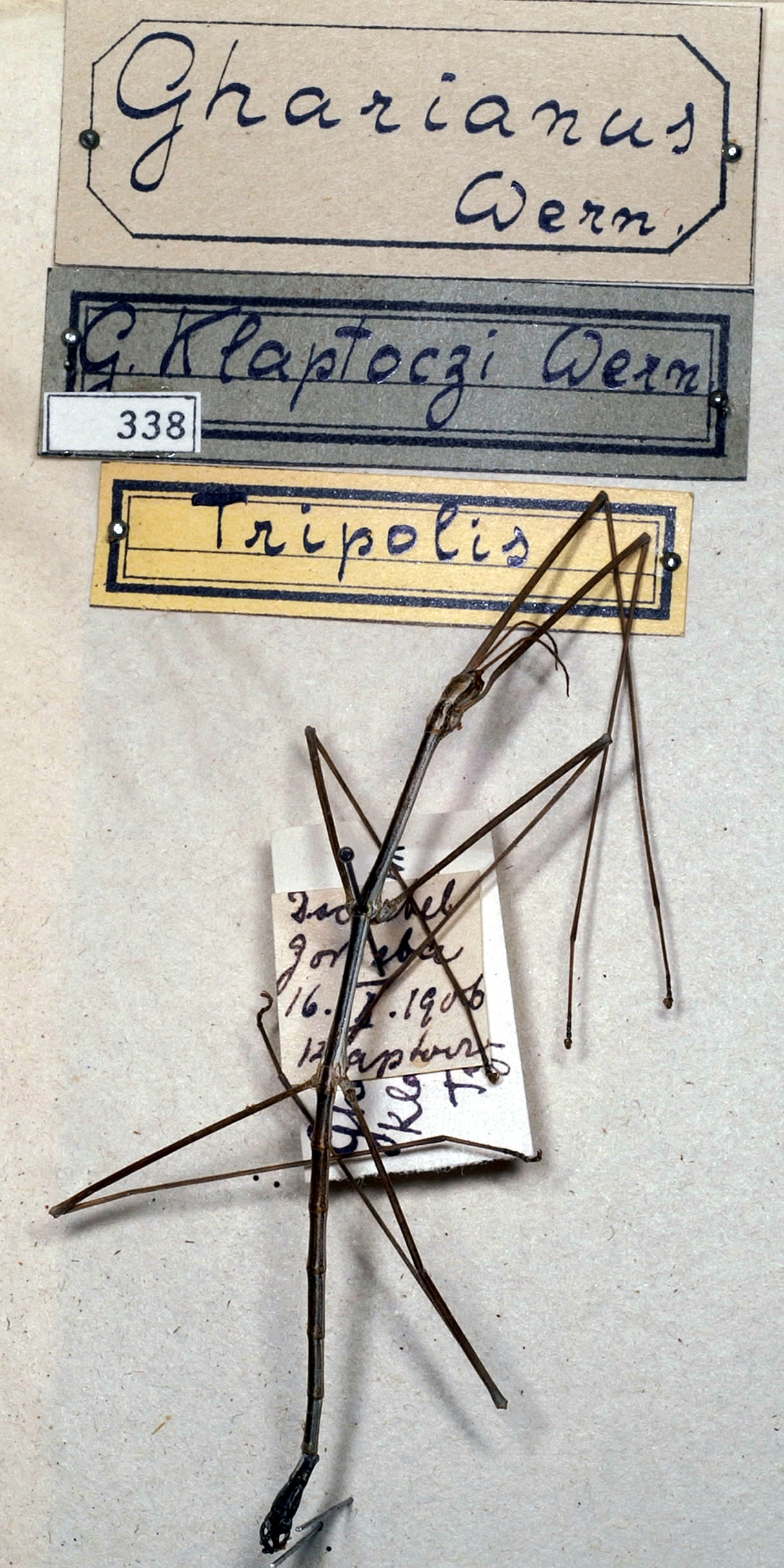 CollectionObject 1558811; NMW 338, 88952bc4-c496-45e3-b46c-69e8aabef805: copyright NMW, Vienna. male (holotype). (CollectionObject).