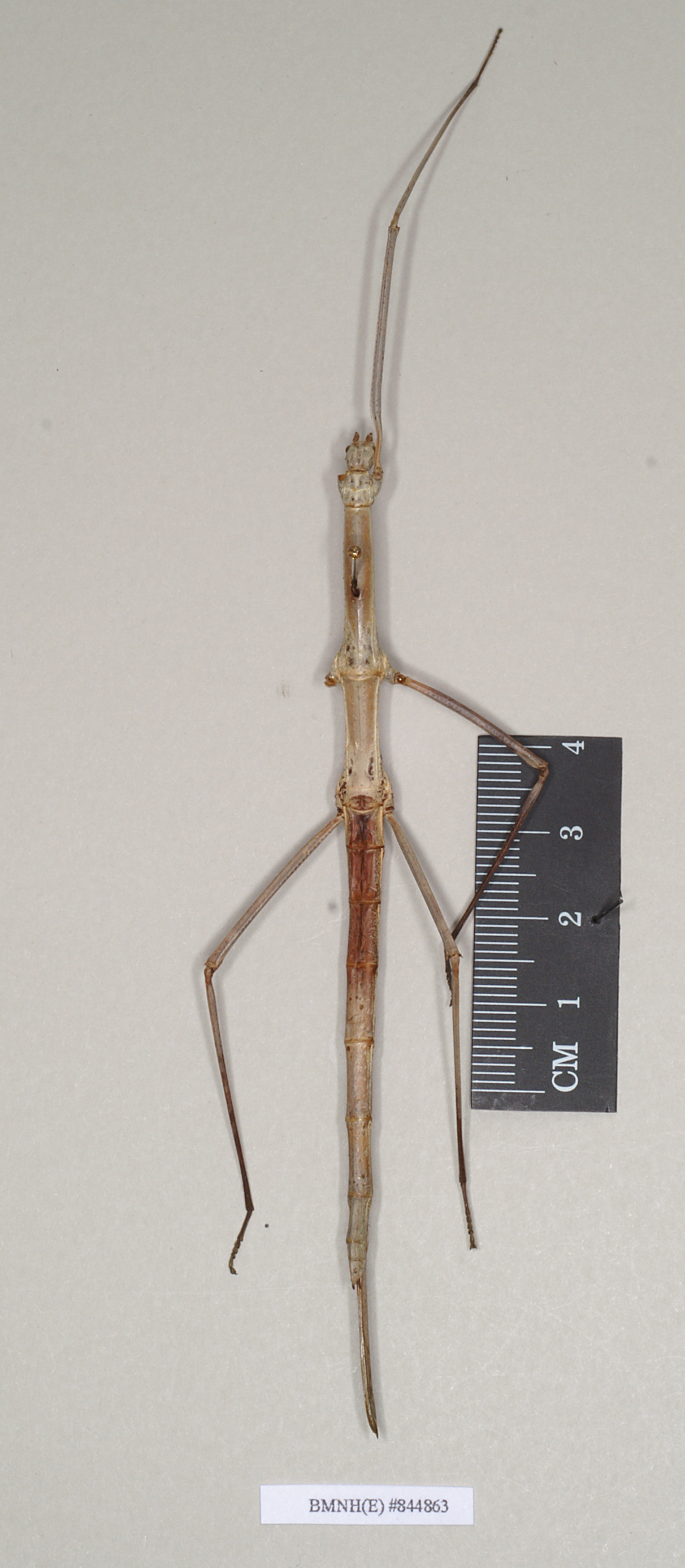 CollectionObject 1557518; NHMUK(SF IMPORT DUPLICATE) 844863, c504689a-c5eb-4809-a06c-cdf3b58d8e0c: copyright Natural History Museum, London. female (holotype). (CollectionObject).