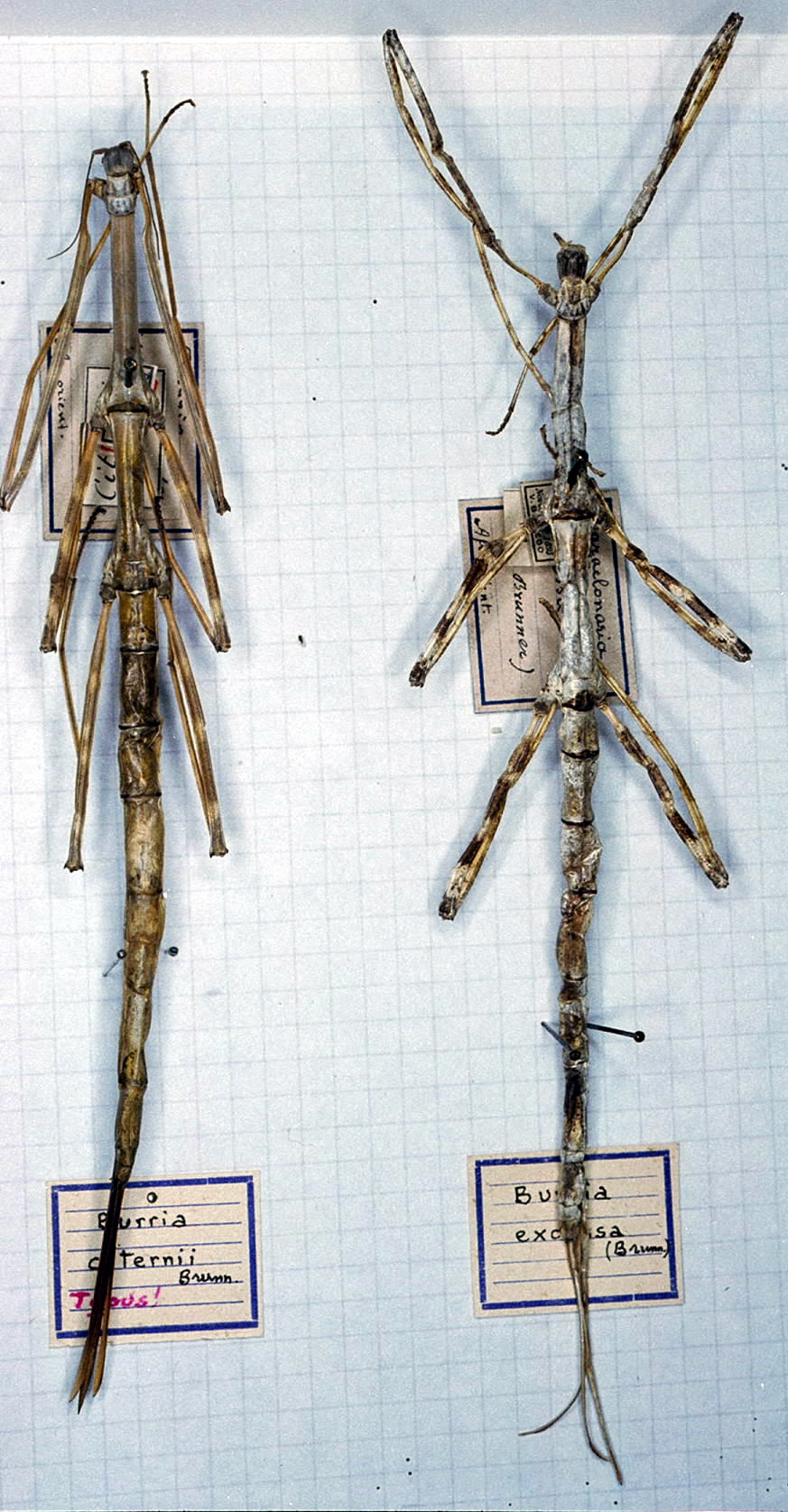 Burria citernii Brunner von Wattenwyl, 1907: copyright MSNG. female (holotype). (Otu).