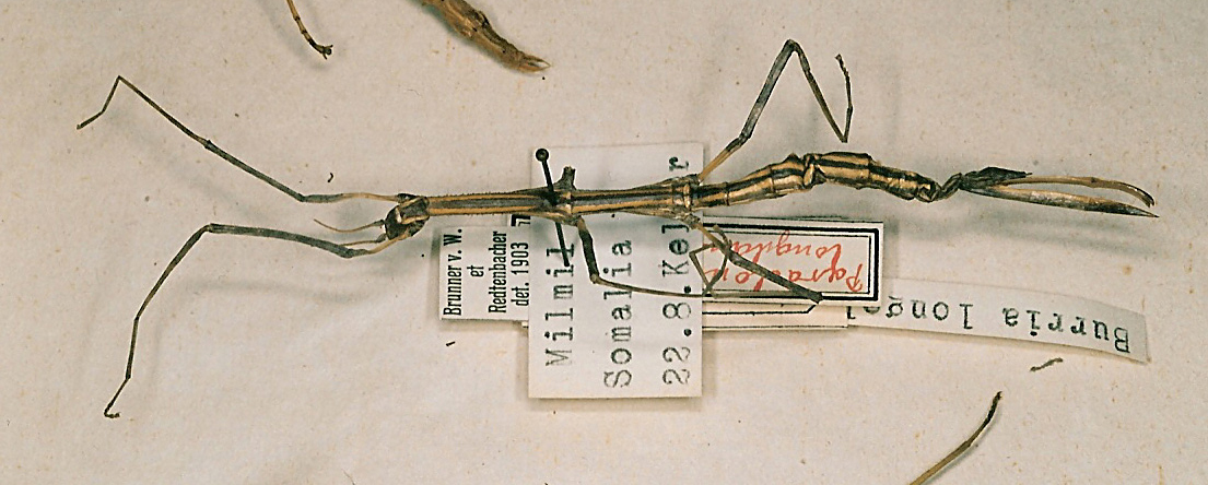 CollectionObject 1557523; a35db33f-b48e-44e2-abe0-16d3e192922c: copyright ETHZ, Zurich. female Paraclonaria longelaminata (syntype). (CollectionObject).