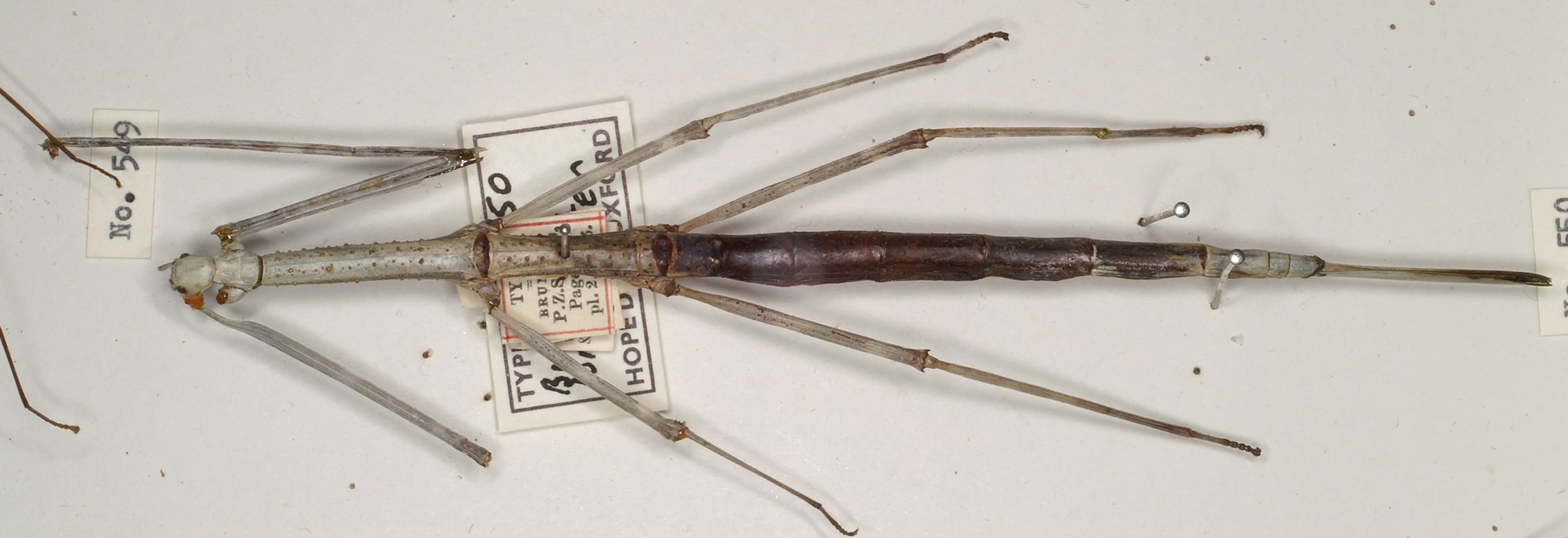 CollectionObject 1557526; fd9f2fbe-736a-4d83-bc32-27de3a849ec6: copyright OUMNH. female (holotype). (CollectionObject).