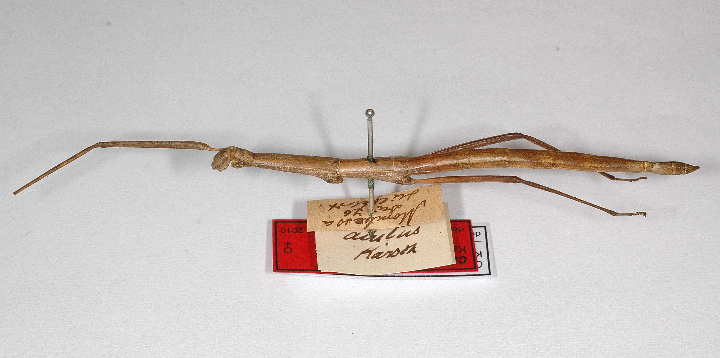 CollectionObject 1559630; b7d92340-2c1b-49ff-9d01-0c91addb426e: copyright ZMB, Berlin. female (syntype). (CollectionObject).
