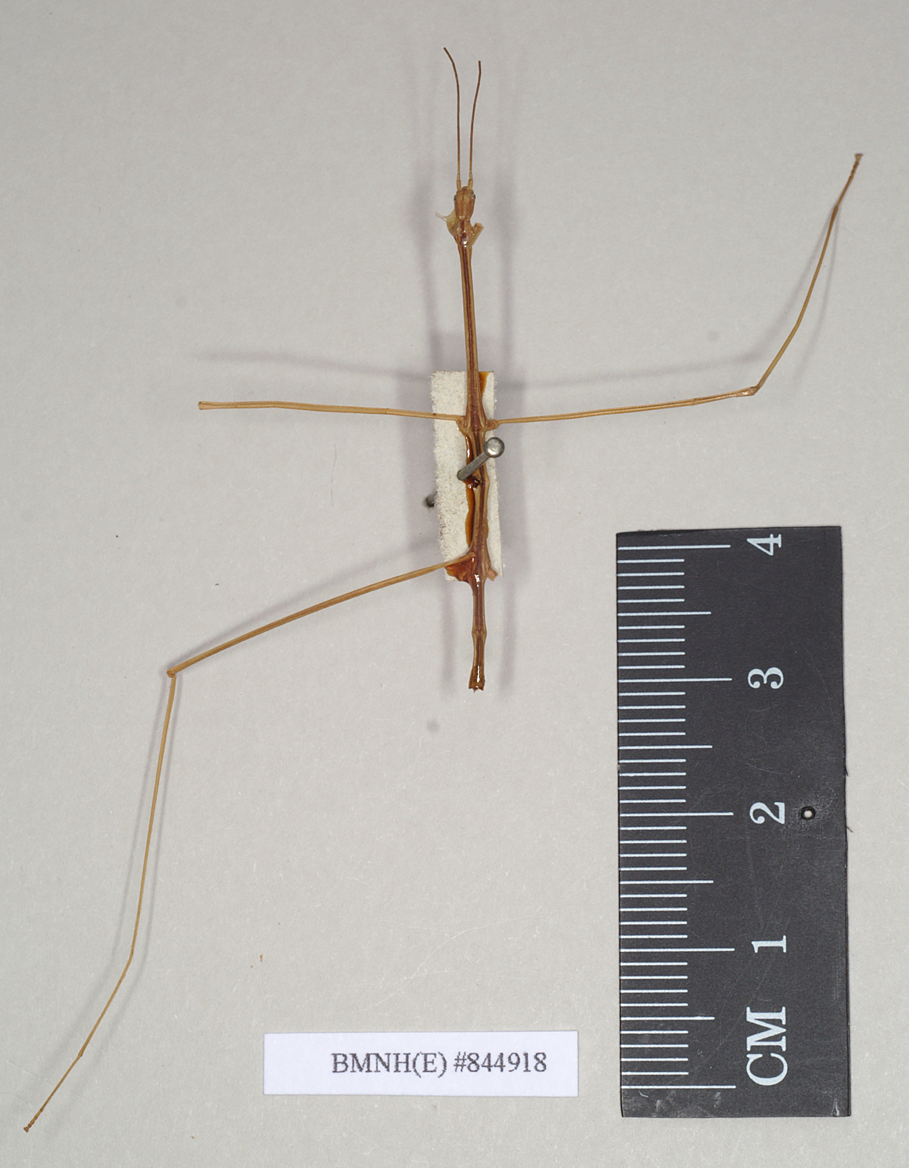 CollectionObject 1559610; NHMUK(SF IMPORT DUPLICATE) 844918, 0bc3b538-d2c0-4861-8d77-3eaded2a96a0: copyright Natural History Museum, London. male (holotype). (CollectionObject).