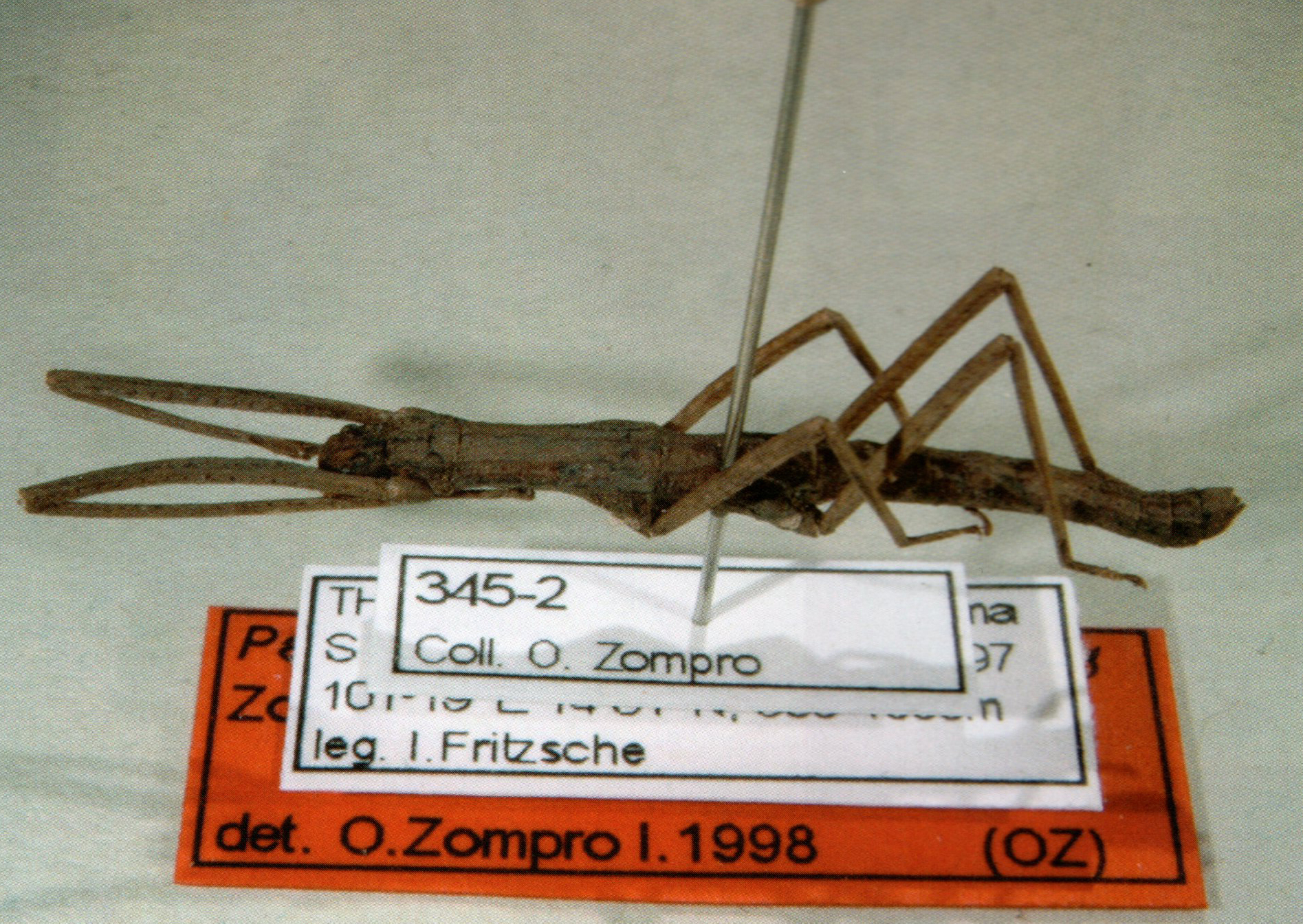CollectionObject 1560737; fcf353f6-7840-4d80-9c26-dd3b33fe102a: male (holotype). (CollectionObject).