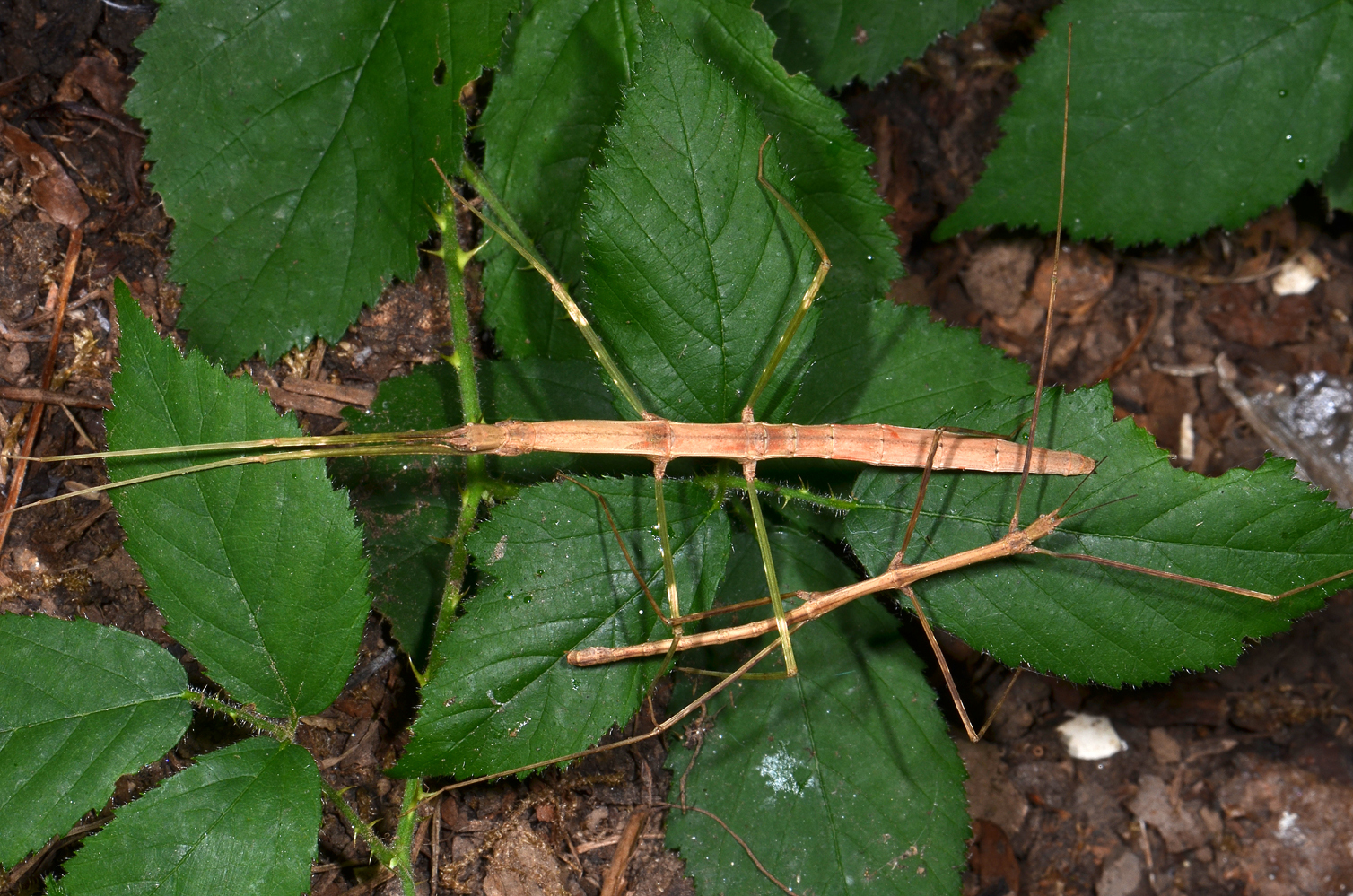 Sceptrophasma hispidulum (Wood-Mason, 1873): copyright Paul D. Brock. male and female ex. Andaman Isles, Tony James culture stock September 2013. (Otu).