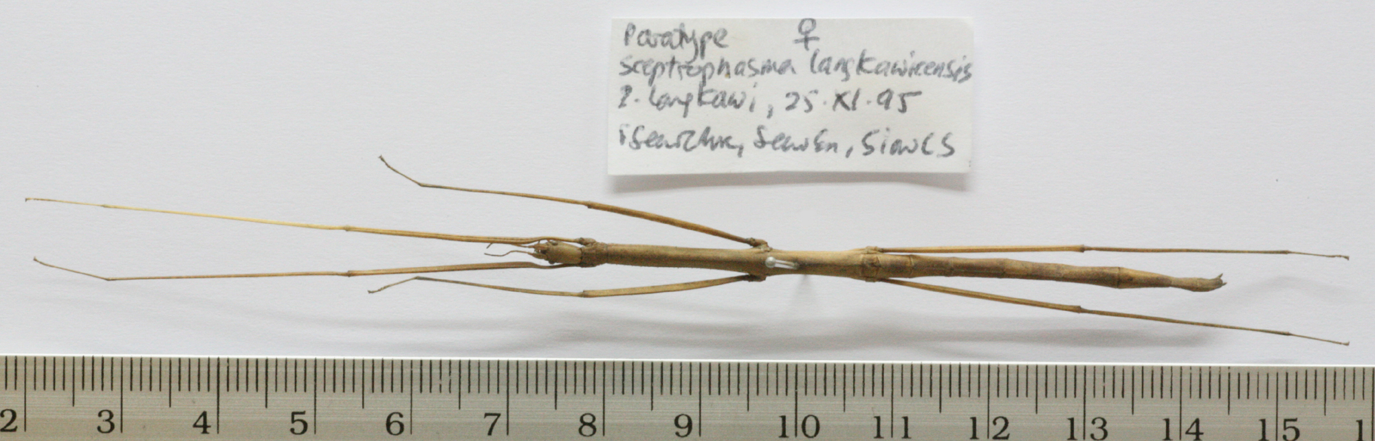 CollectionObject 1563718; f8e960e0-f77e-48ac-b14c-d3eaa9ad7cf7: copyright FRIM. female (paratype). (CollectionObject).