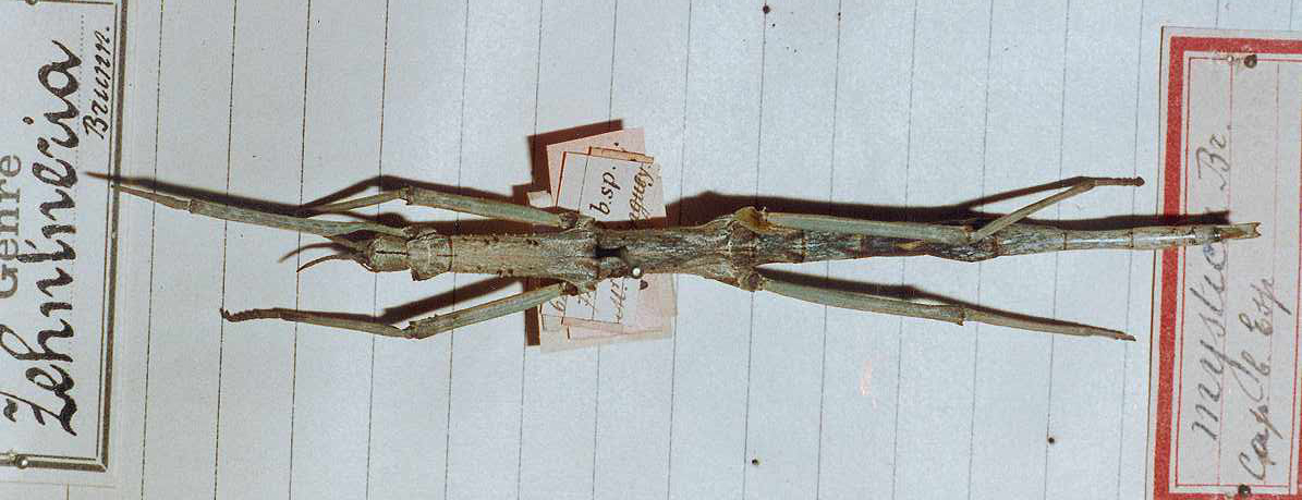 CollectionObject 1562397; d014e300-86c4-45f8-9d87-e450b89b55bf: copyright MNHG, Geneva. female (holotype). (CollectionObject).