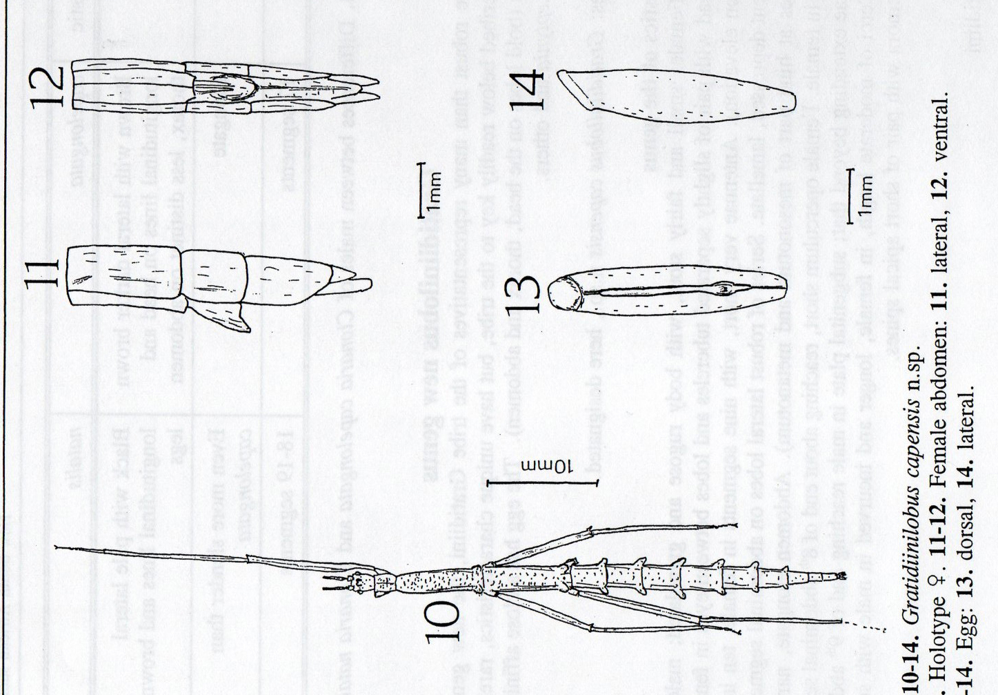 CollectionObject 1558846; 892de5fb-1397-4548-83e2-e266c67e72f6: copyright Paul D. Brock. female (holotype). (CollectionObject).