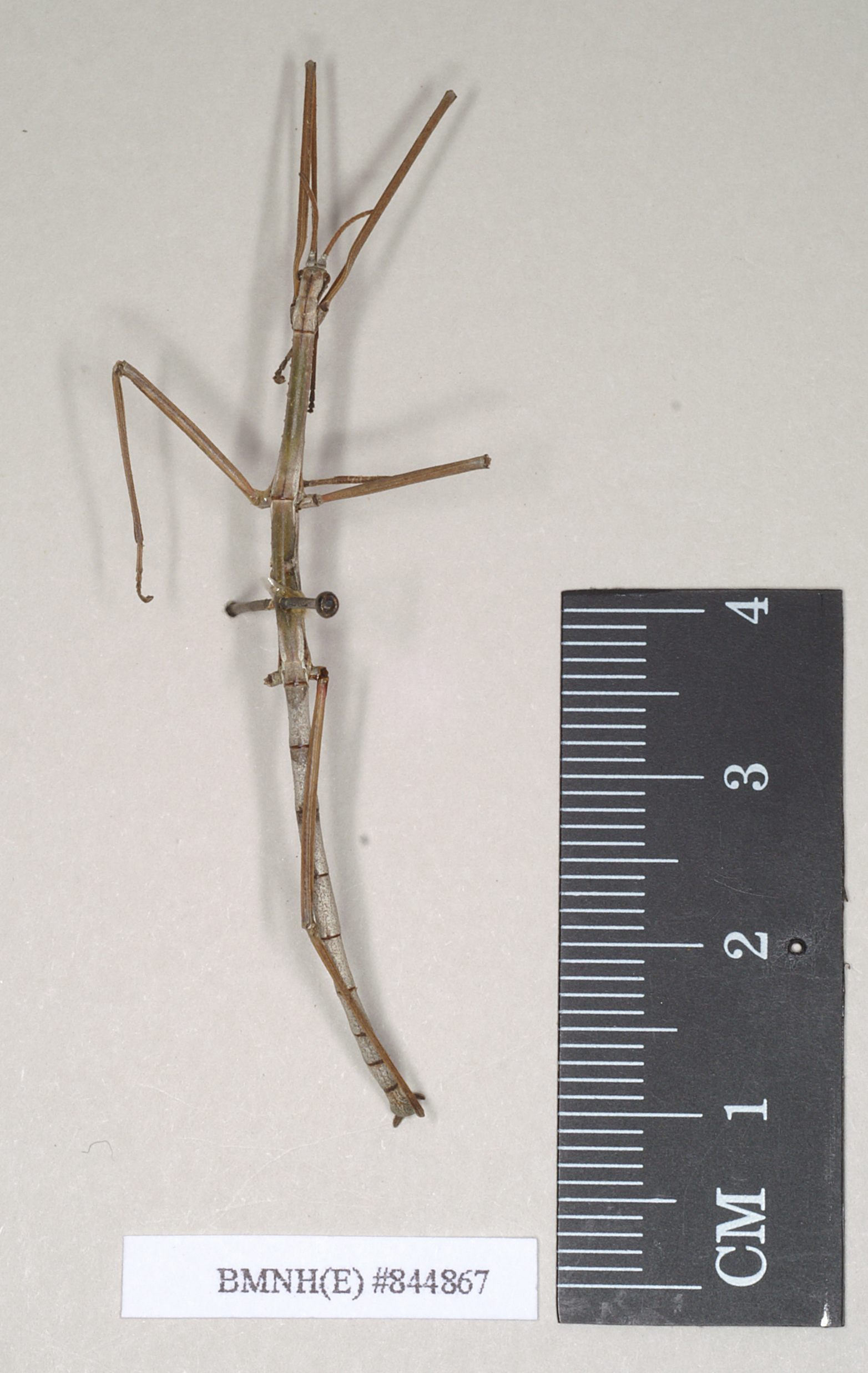 CollectionObject 1557900; NHMUK(SF IMPORT DUPLICATE) 844867, 13638891-8274-486e-bc7c-104307b25cb8: copyright Natural History Museum, London. male (holotype). (CollectionObject).