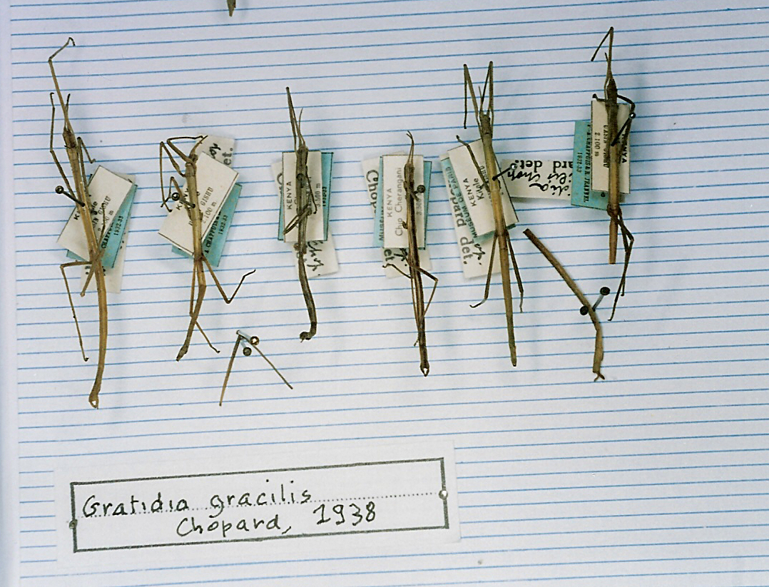 Clonaria gracilis (Chopard, 1938): copyright MNHN, Paris. male (further material). (Otu).