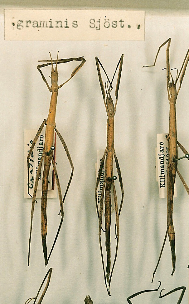 CollectionObject 1557974; 5e2207f0-af95-4e20-ae96-92a8c76057f7: copyright NHRS, Stockholm. female (syntypes). (CollectionObject).