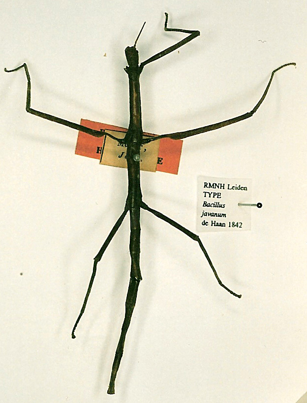 CollectionObject 1557989; 400963a2-3cbb-4419-9524-3a2404461545: copyright RMNH, Leiden. female (holotype). (CollectionObject).
