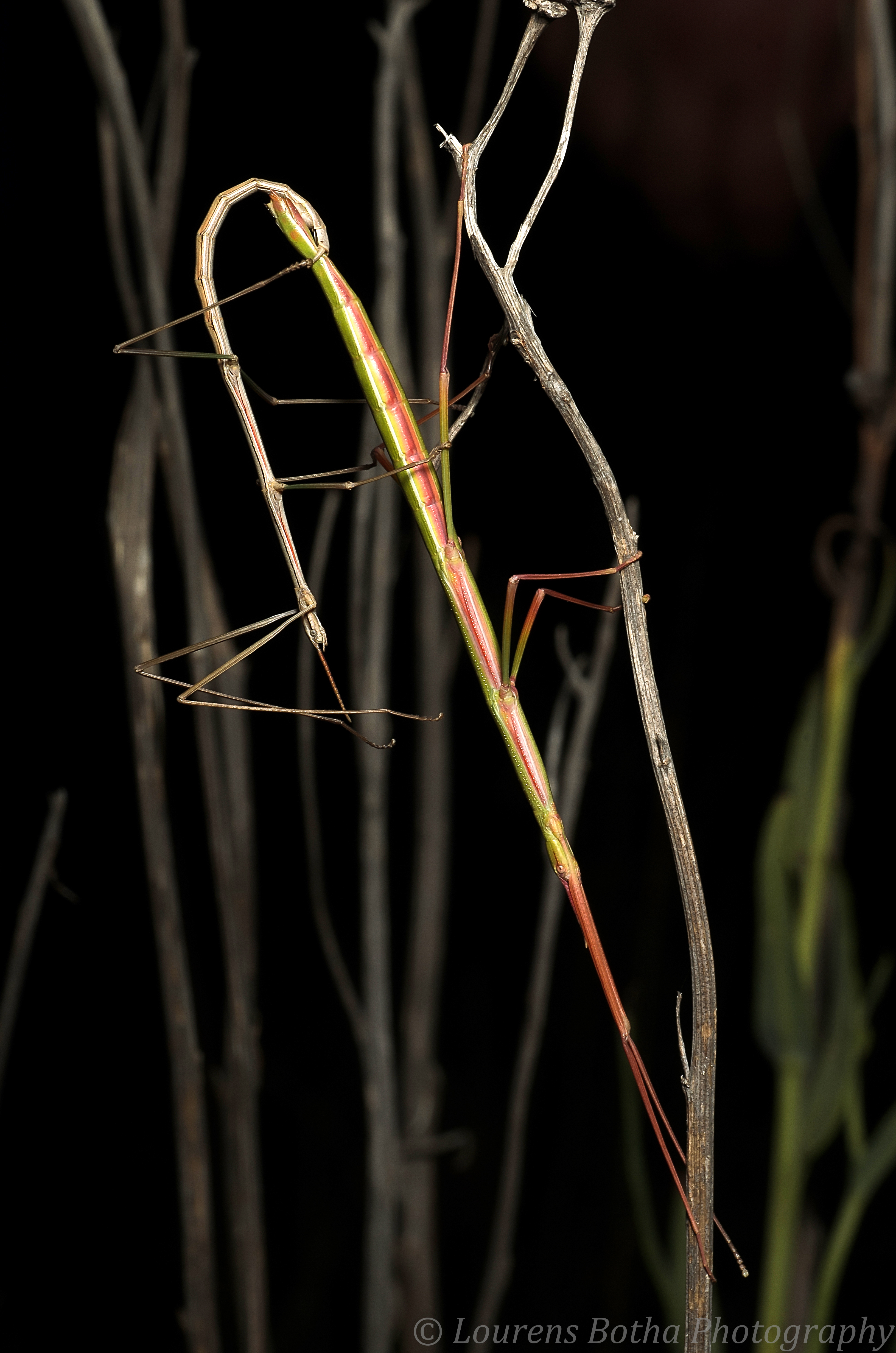 Maransis Karsch, 1898: copyright Lourens Botha. Maransis sp. mating pair. Kliprivierberg Nature Reserve, Johannesburg South, Gauteng, South Africa, Grassland mixed with small shrubs and trees on the South western side of a small hill http://www.klipriviersberg.org.za/index.php/flora/trees-and-shrubs-an-overview. (Otu).