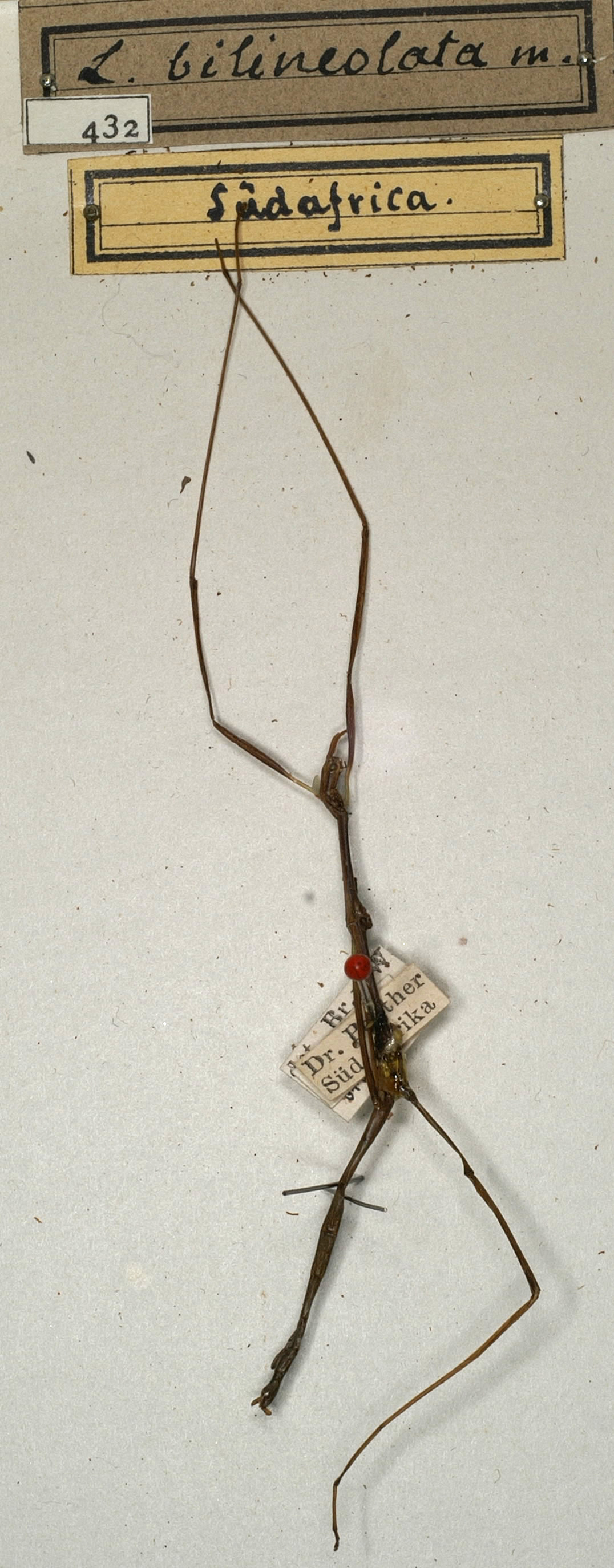 CollectionObject 1559631; NMW 432, 56c78280-7993-4434-838b-67a3685e8b43: copyright NMW, Vienna. male (holotype). (CollectionObject).