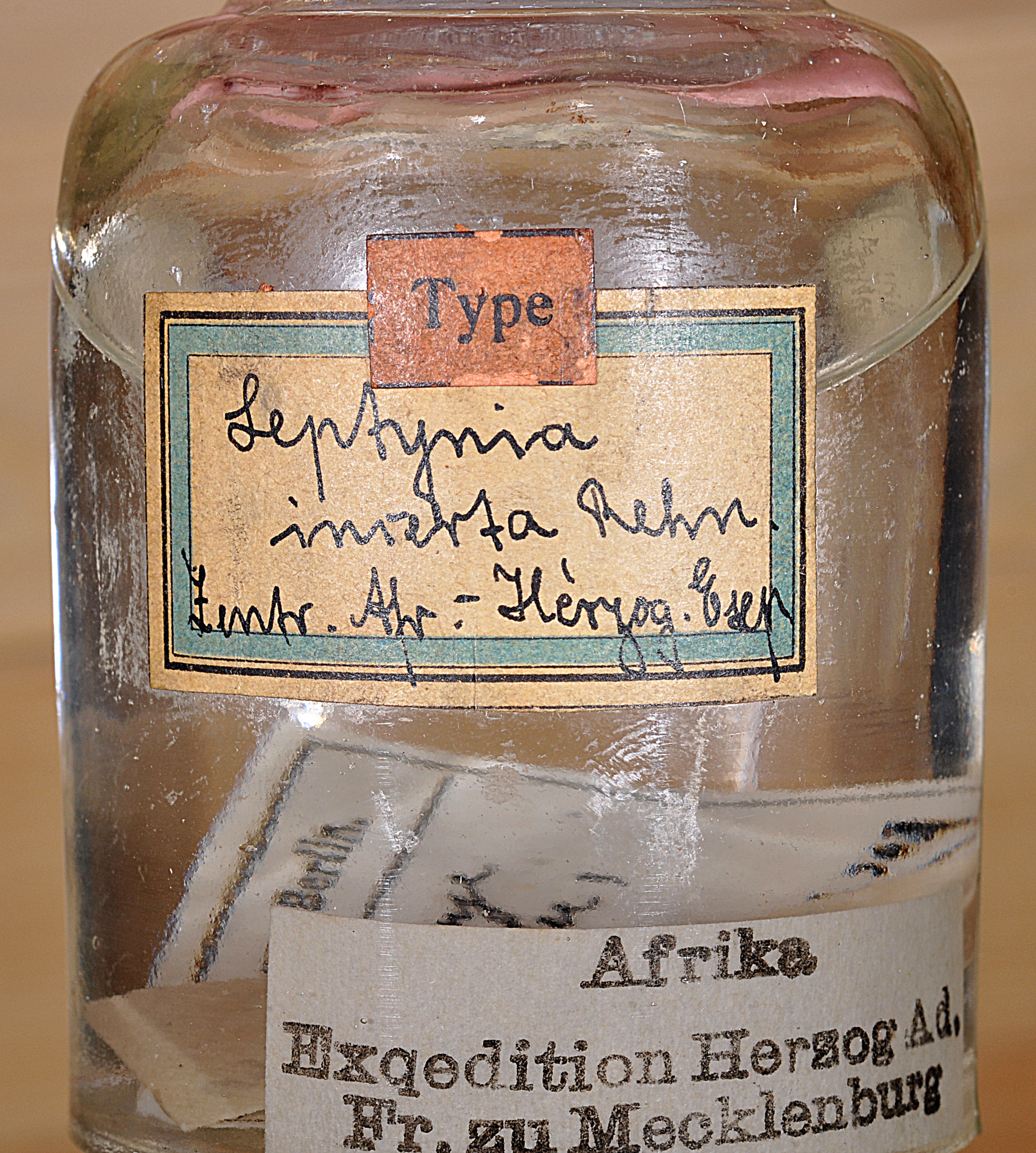 CollectionObject 1559637; 0cf843ce-391a-4df6-8652-81992ea4add5: copyright ZMHB, Berlin. female juv. (holotype). (CollectionObject).