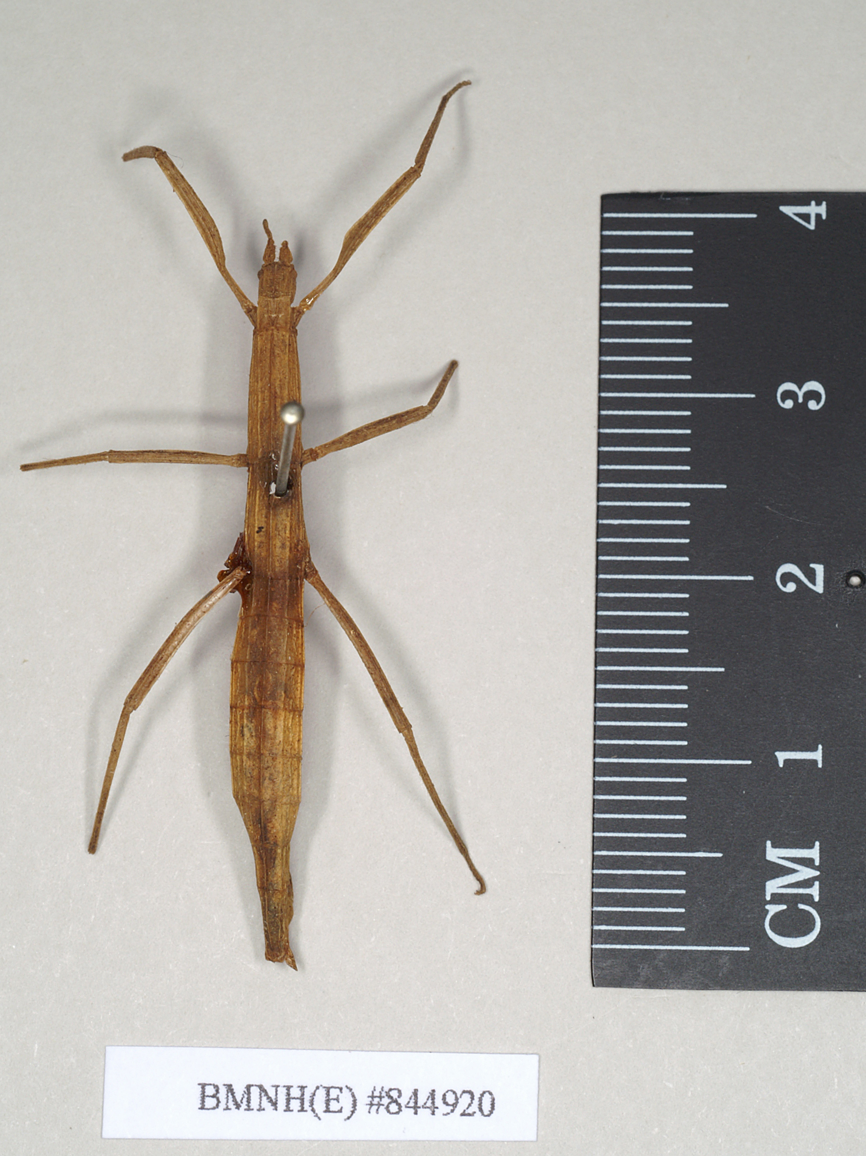 CollectionObject 1558931; NHMUK(SF IMPORT DUPLICATE) 844920, c8512e70-1c45-4f81-a1a4-968d19c1257a: copyright Natural History Museum, London. female Pachymorpha omphale (holotype). (CollectionObject).