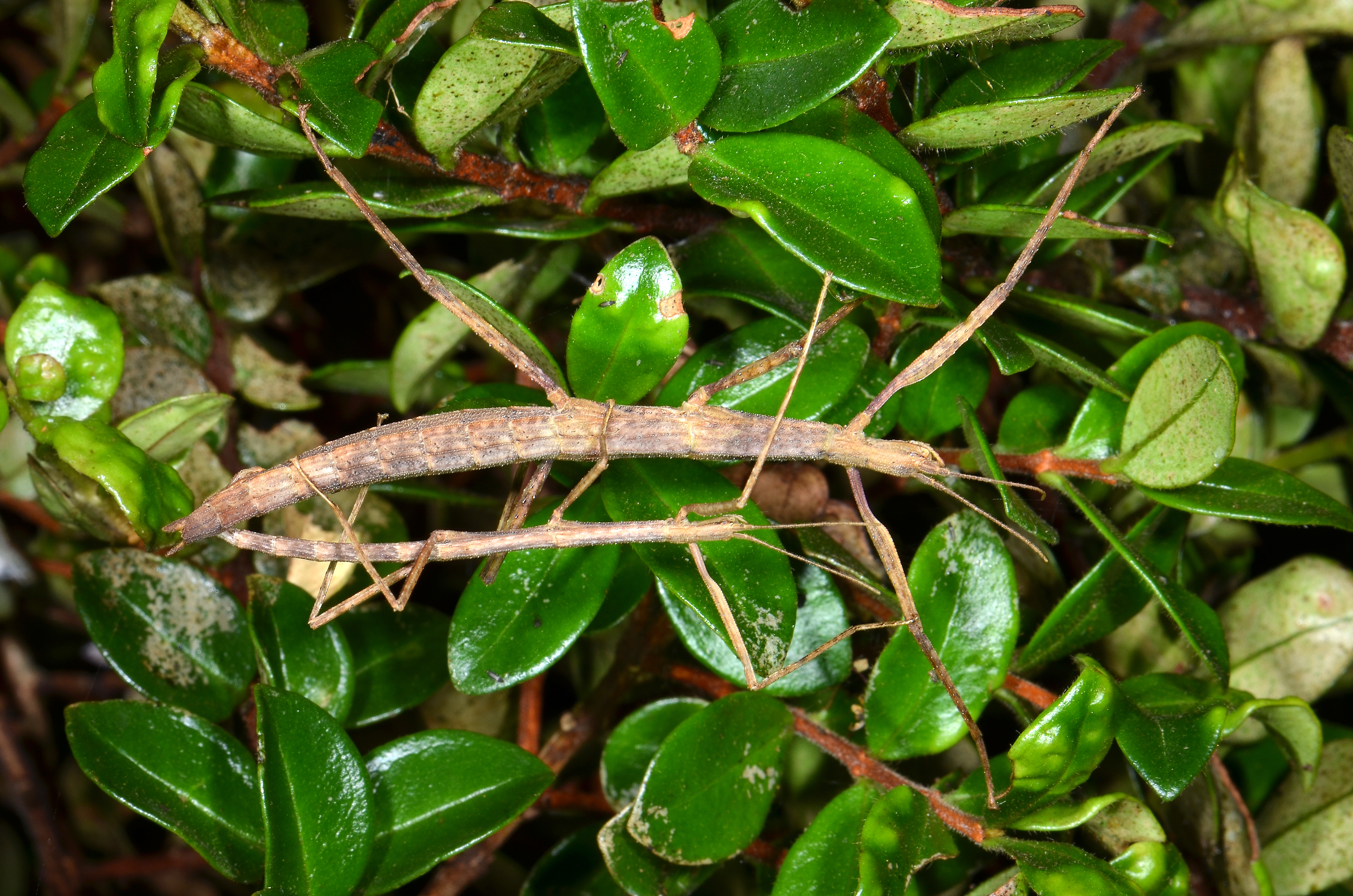 Tectarchus Salmon, 1954: copyright Paul D. Brock. Mating pair of Tectarchus huttoni [type species] in nature, Lower Hutt, North Island, New Zealand, 17 February 2015. (Otu).