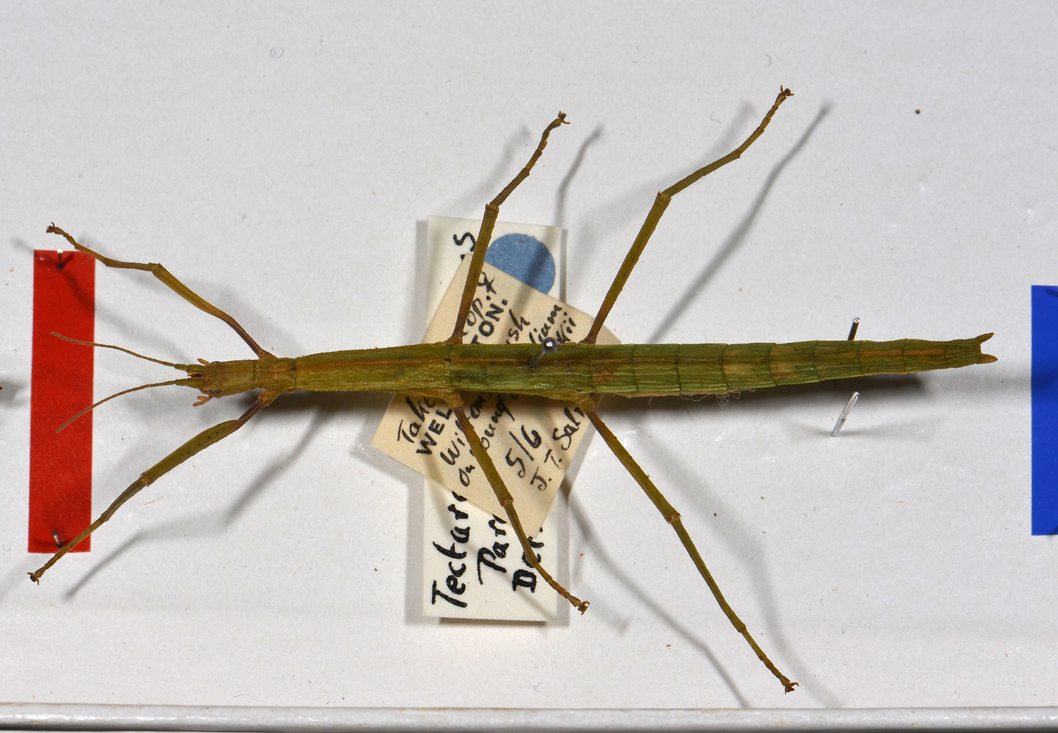 Tectarchus huttoni (Brunner von Wattenwyl, 1907): copyright MONZ, Wellington. female of synonym Tectarchus diversus (paratype). (Otu).